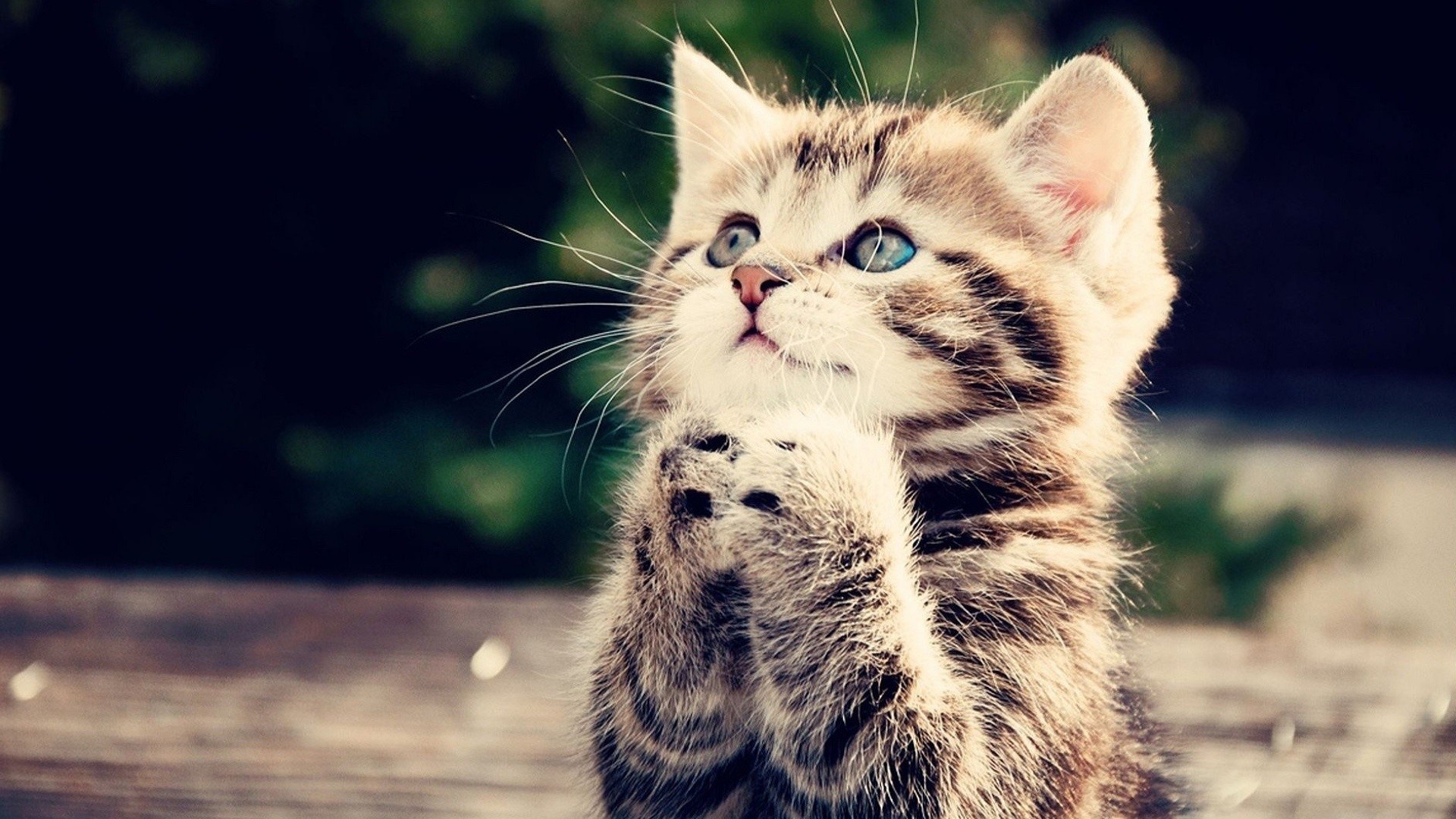 Gattino, Gatto tigrato, Zampe giunte, Tenero, 16:9 Full HD, wallpaper widescreen