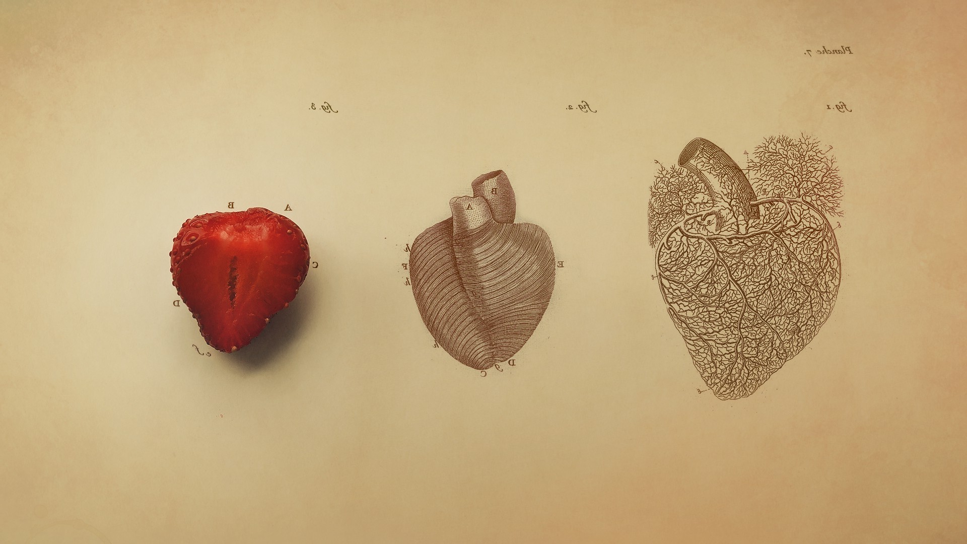 Cuore, Fragola, Illustrazione anatomica, Vintage, 1920x1080, immagine di sfondo