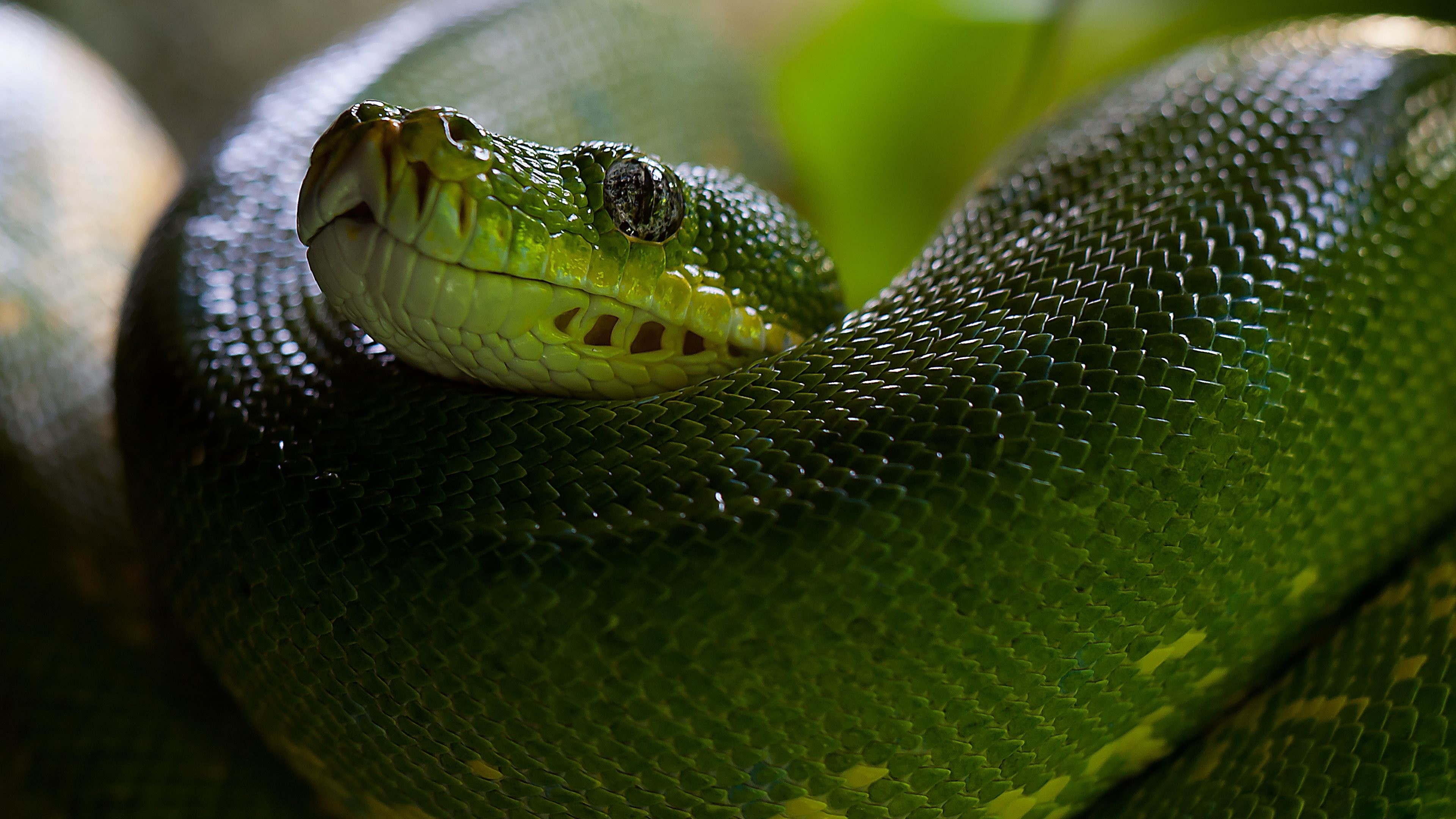 Mamba verde, Spire, Squame, Verde, 4K, sfondo desktop