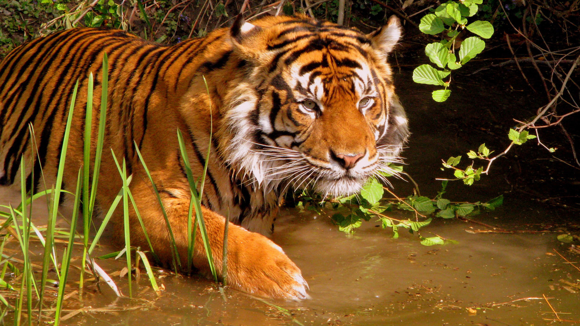 Tigre, Acqua, Erba, Felino, Full HD, sfondo desktop