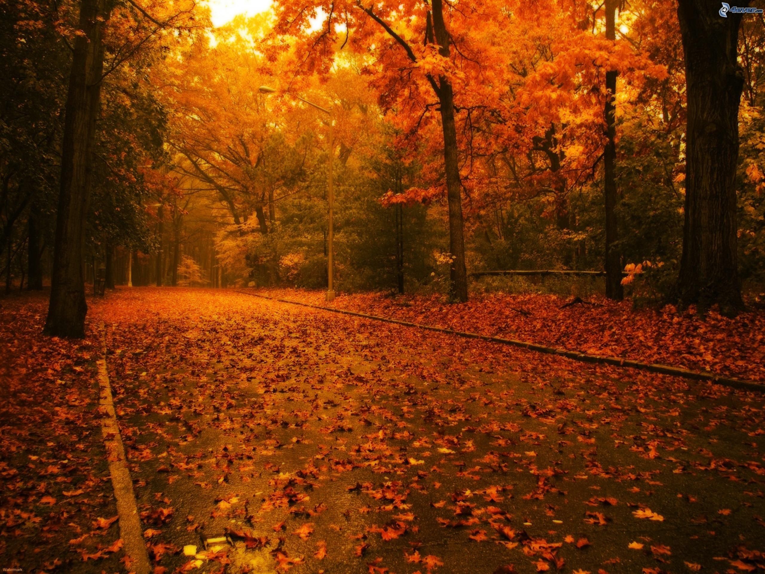 Autunno, Bosco, Sentiero, Foglie cadute, sfondo per iPad e tablet