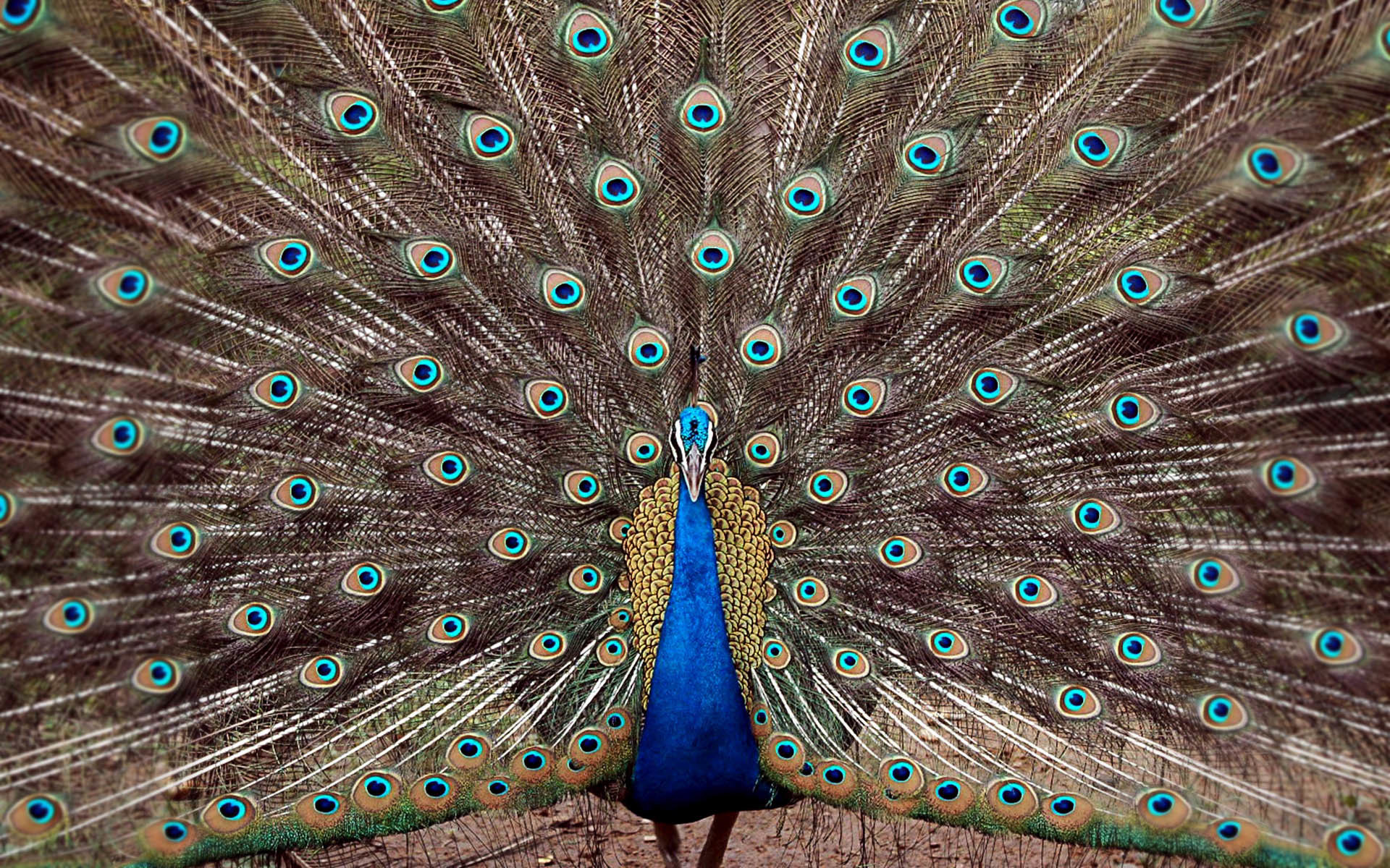 Pavone, Uccello nazionale, India, Ruota del pavone, 1920x1200, sfondo MacBook Pro