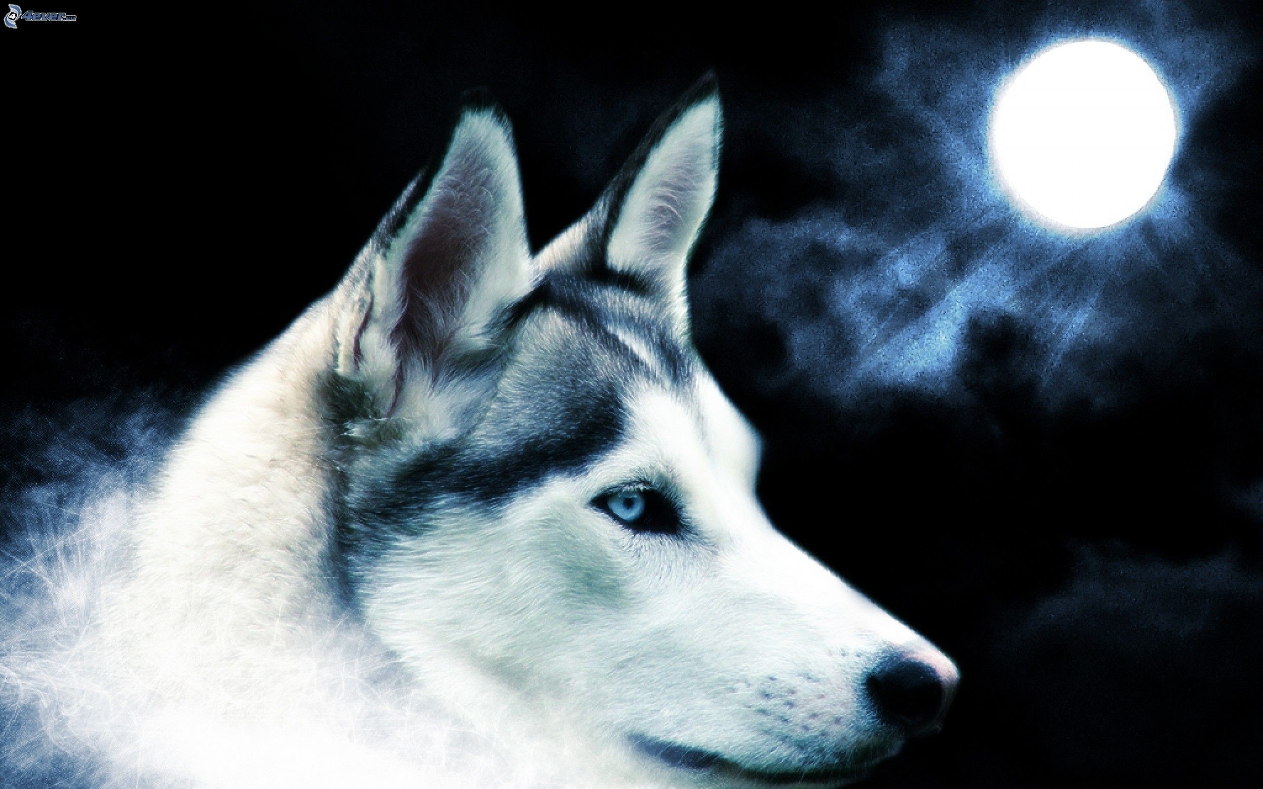 Lupo, Occhi azzurri, Luna piena, Notte, 2K, sfondo Windows 11