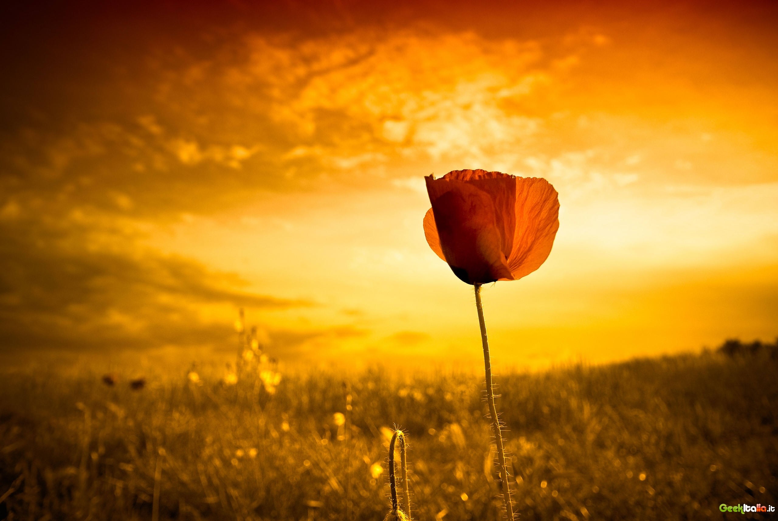 Papavero, Tramonto, Campo, Cielo arancione, 2K, wallpaper desktop