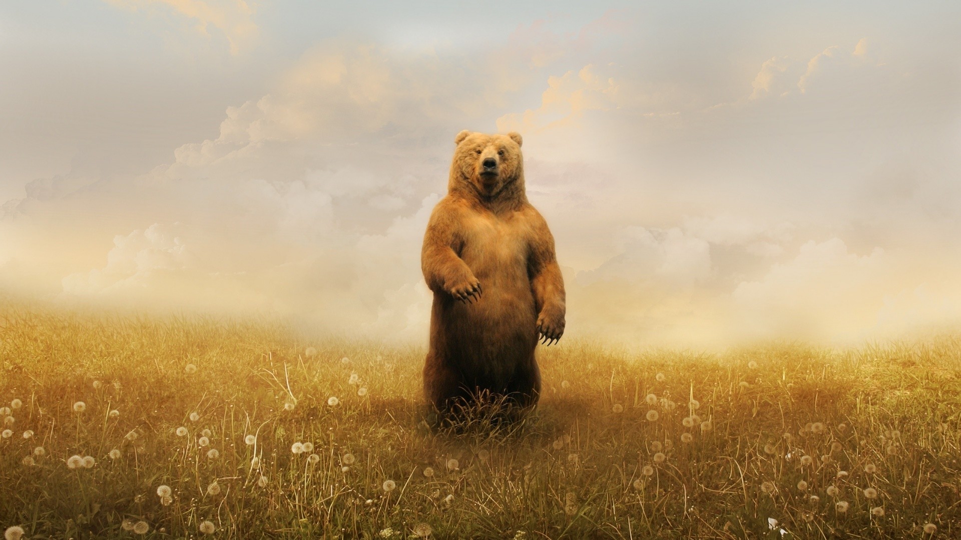 Orso bruno, In piedi, Prato, Arte digitale, Full HD, sfondo per portatile