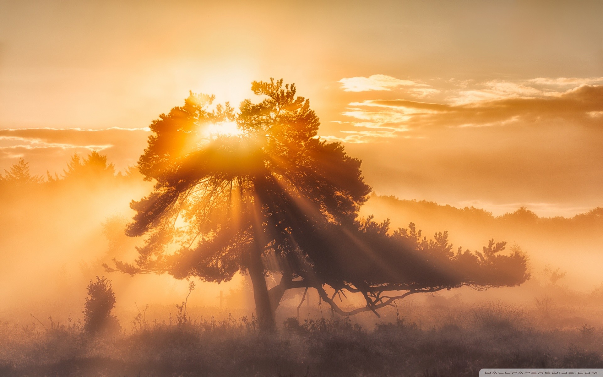Sole, Albero, Nebbia, Controluce, 1920x1200, wallpaper desktop