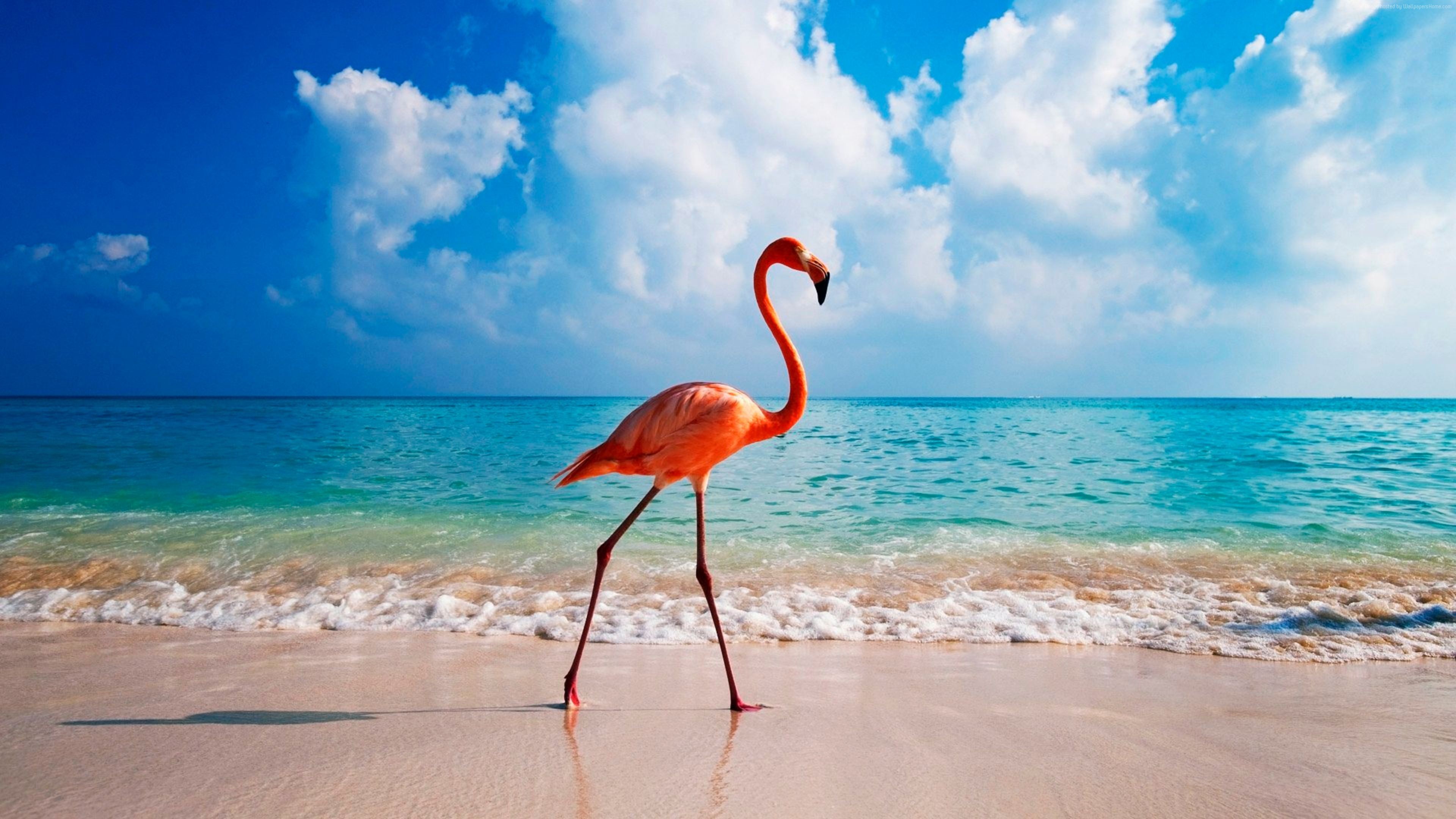 Fenicottero rosa, Spiaggia, Onde, Cielo azzurro, Nuvole, 4K, sfondo per PC e portatile