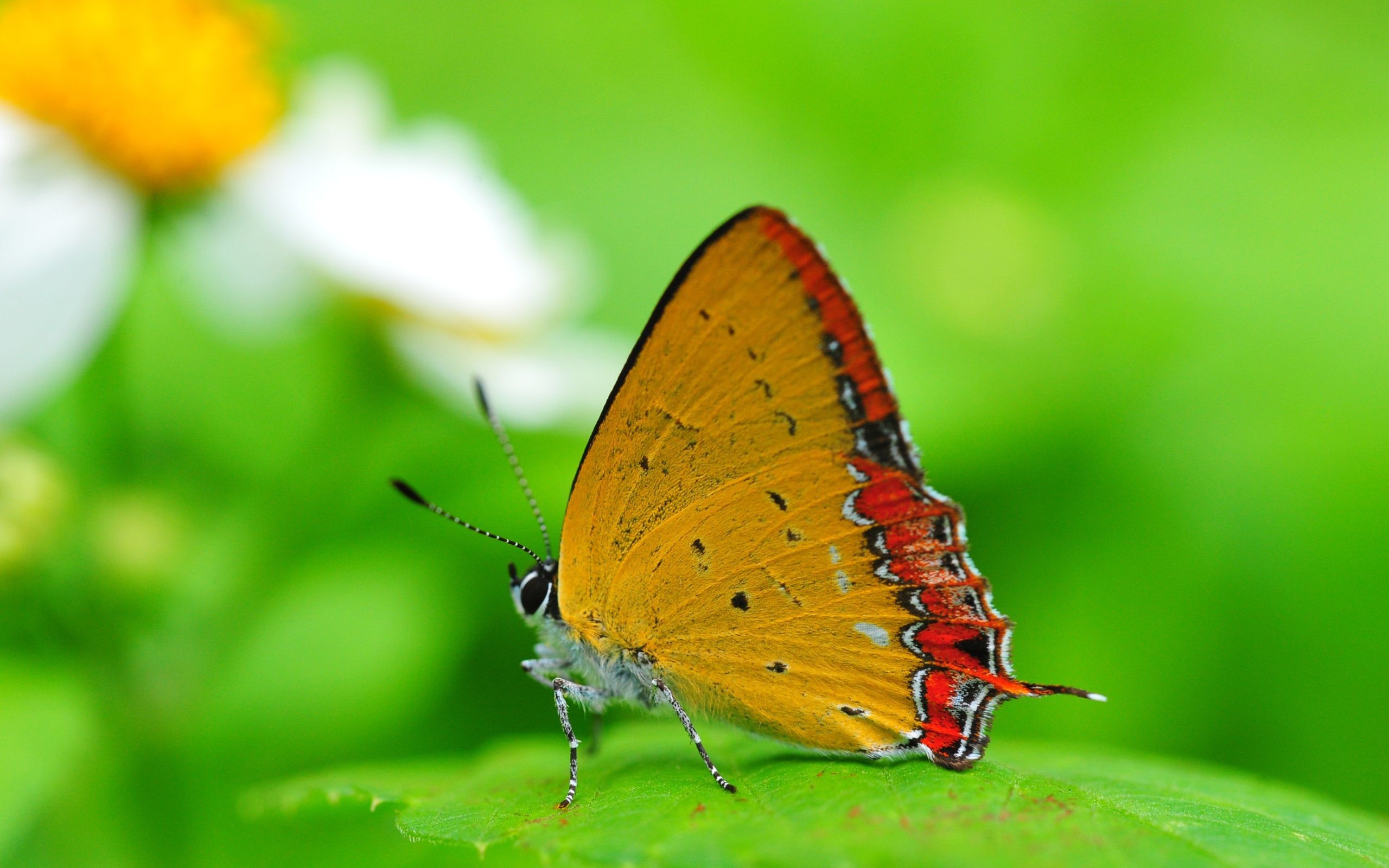 Farfalla, Foglia, Macro, Verde, 2K, sfondo per desktop