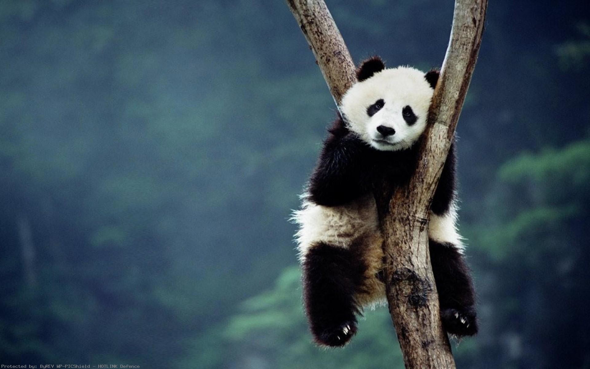 Cucciolo di panda, Albero, Foresta, Nebbia, Full HD, sfondo per portatile