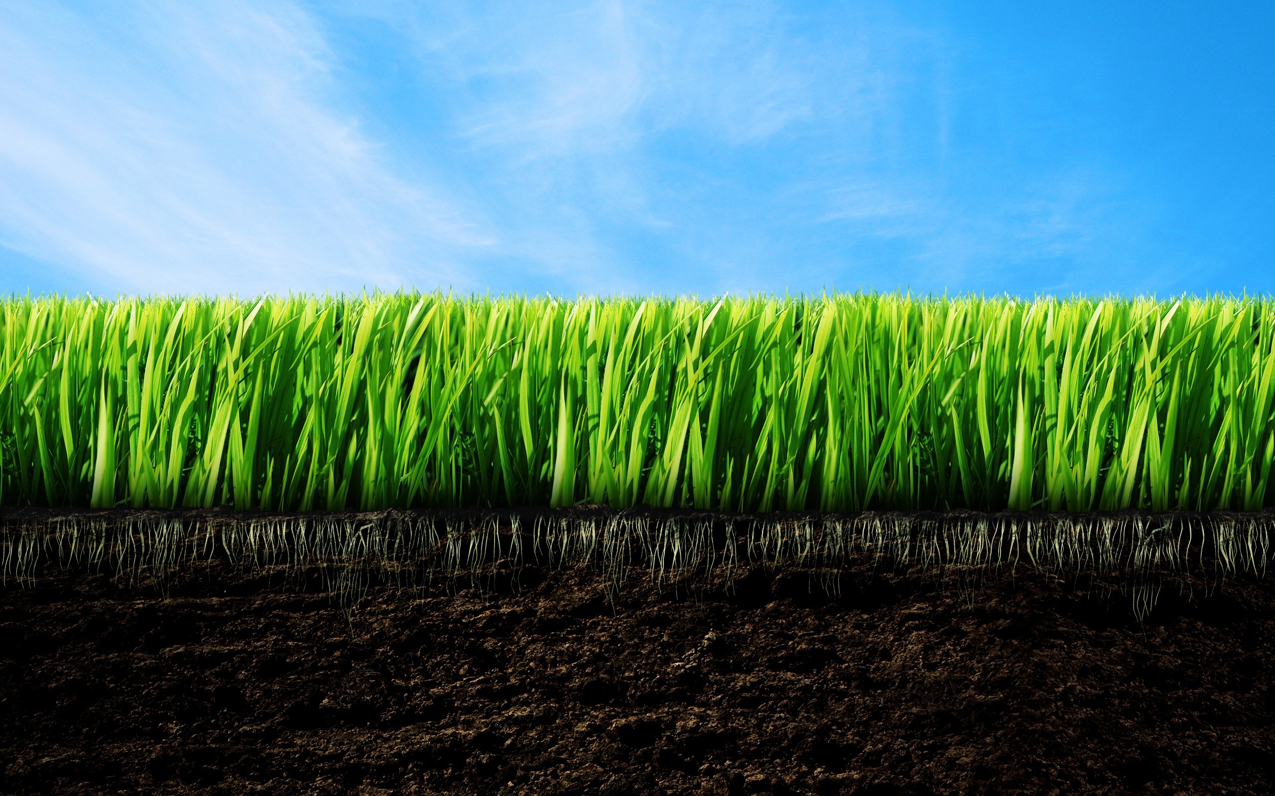 Erba, Terreno, Sezione del suolo, Cielo azzurro, 2K, wallpaper per PC