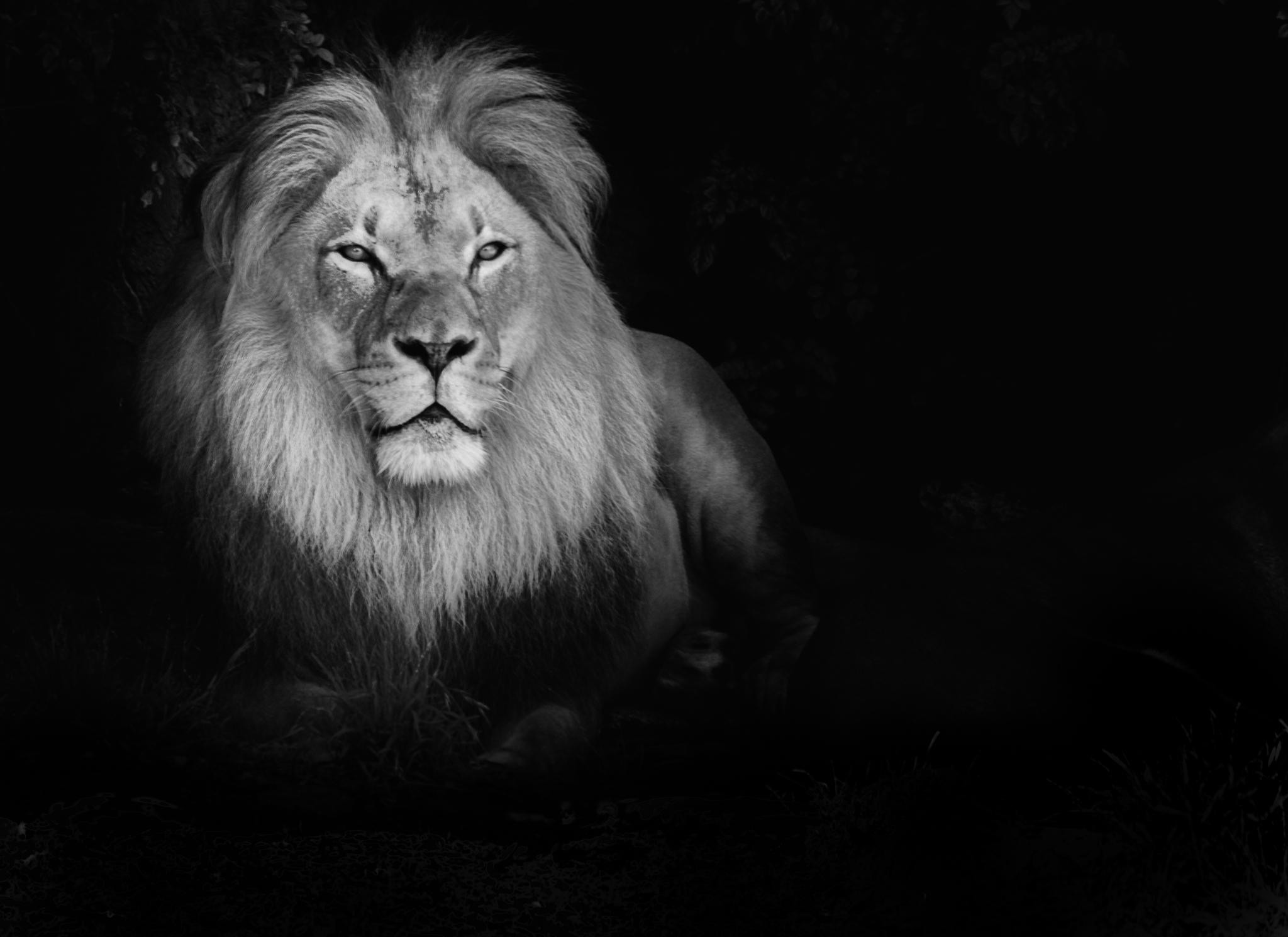 Leone, Bianco e nero, Notte, Full HD, sfondo Windows 11