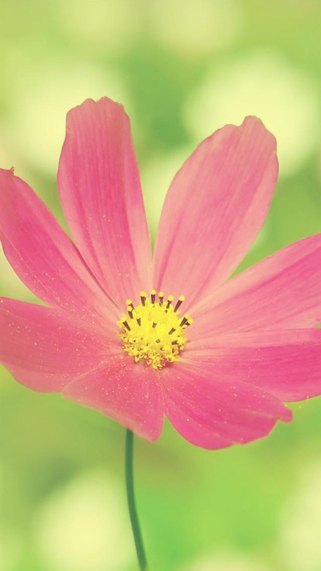 Cosmea, Fiore rosa, Sfondo verde, schermata di blocco iPhone
