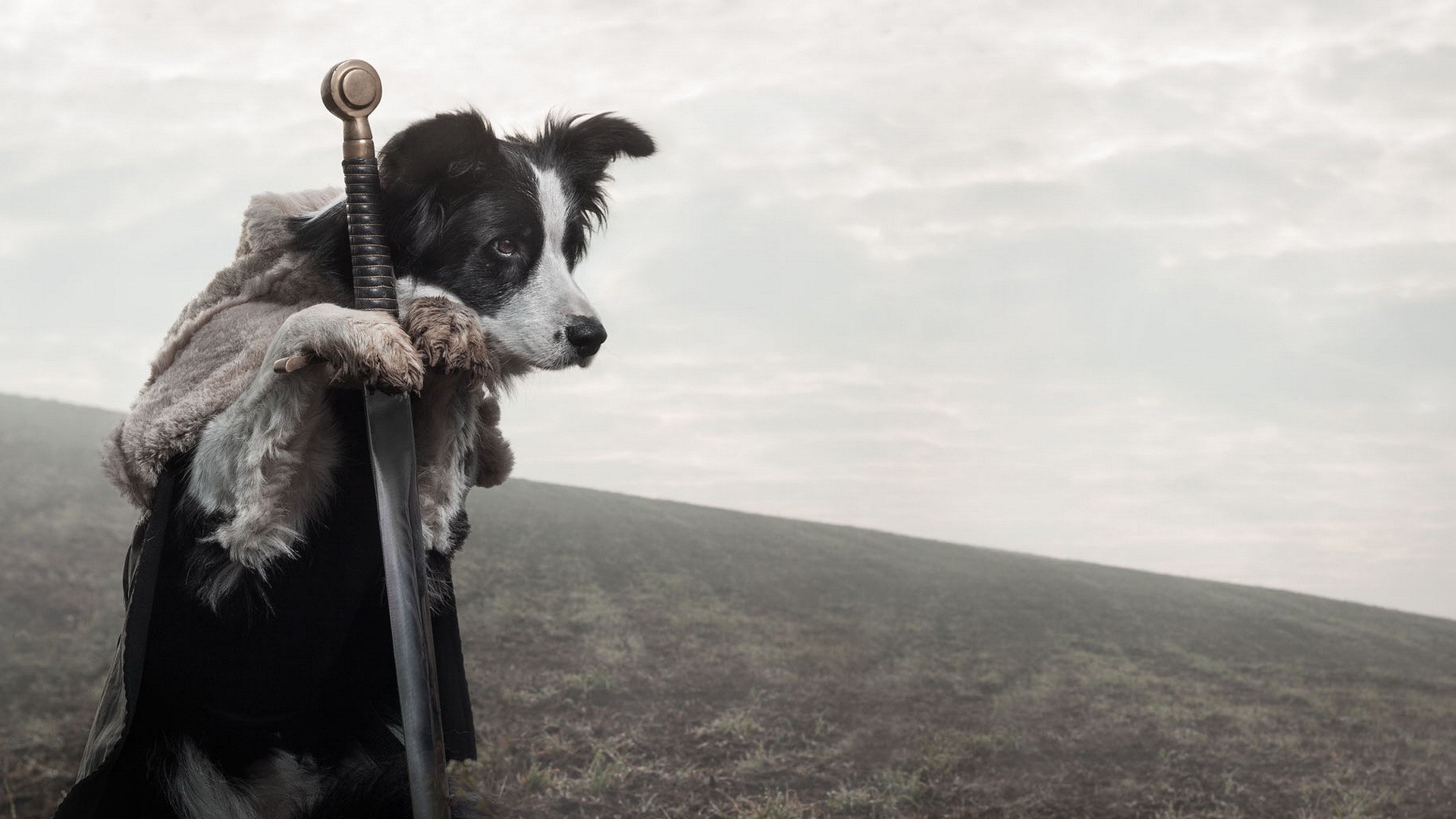 Border collie, Cane, Jon Snow, Parodia, Il Trono di Spade, Spada, sfondo desktop Full HD