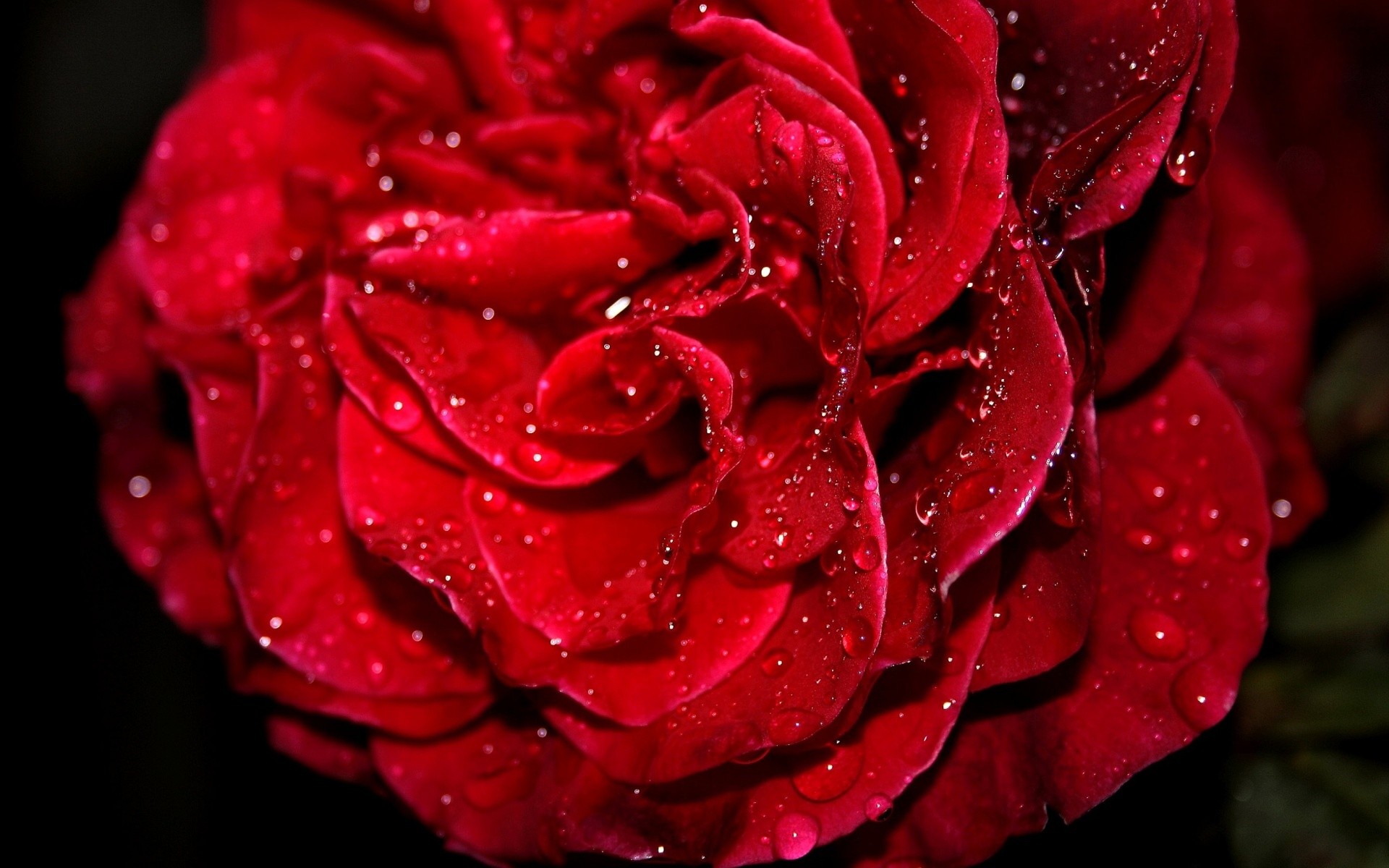 Rosa rossa, Gocce d'acqua, Macro, 1920x1200, sfondo per PC