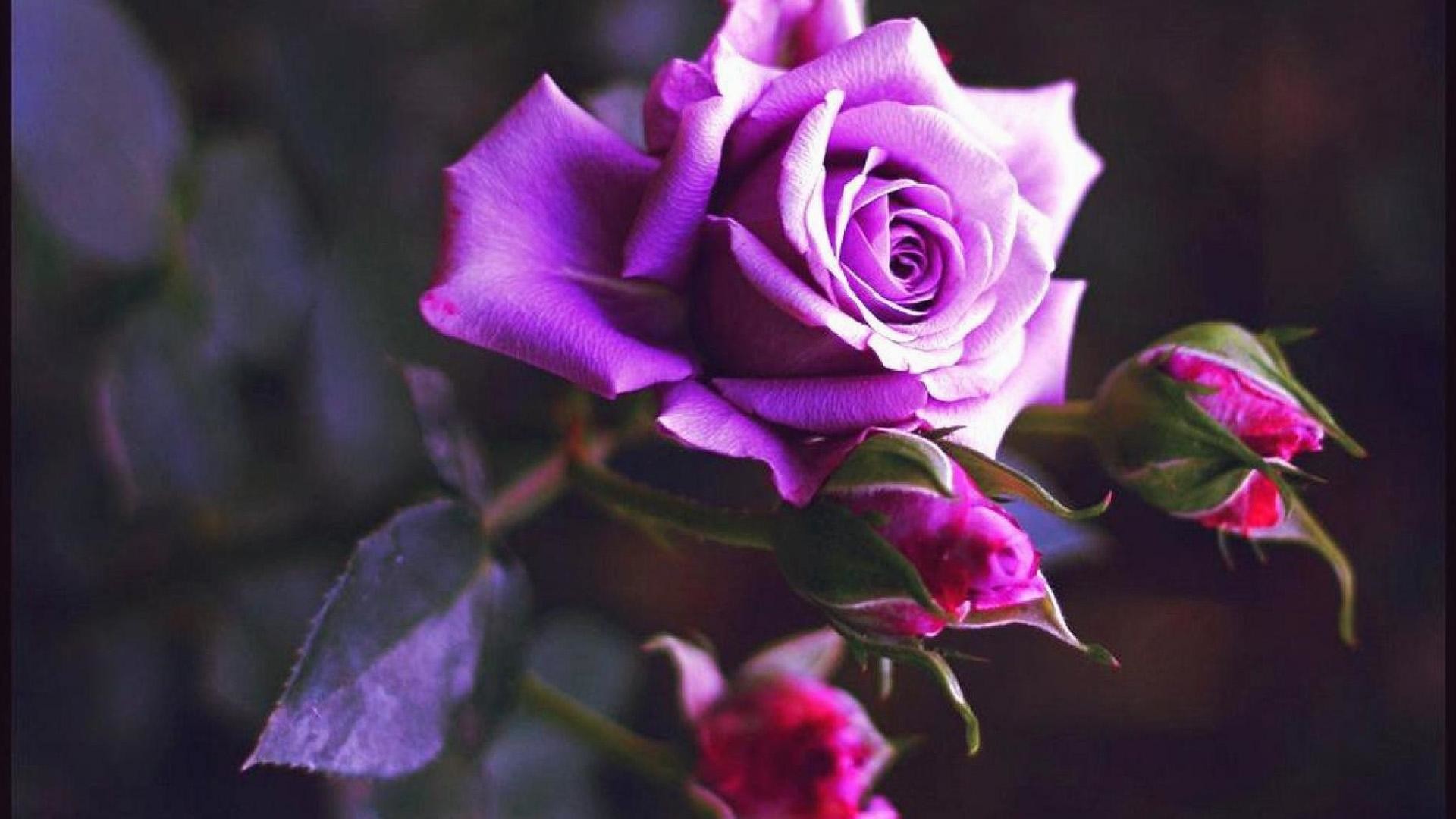 Rosa viola, Boccioli, Fiore, 16:9 Full HD, sfondo widescreen
