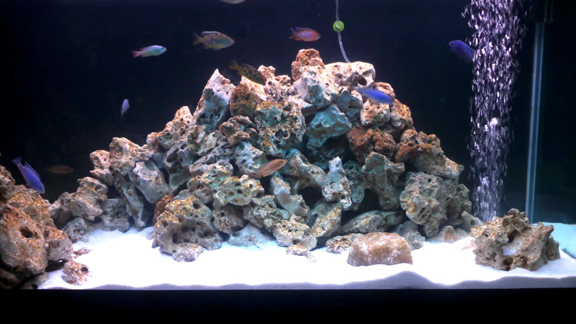 Acquario marino, Rocce vive, Bolle, Pesci, Full HD, sfondo Windows 11
