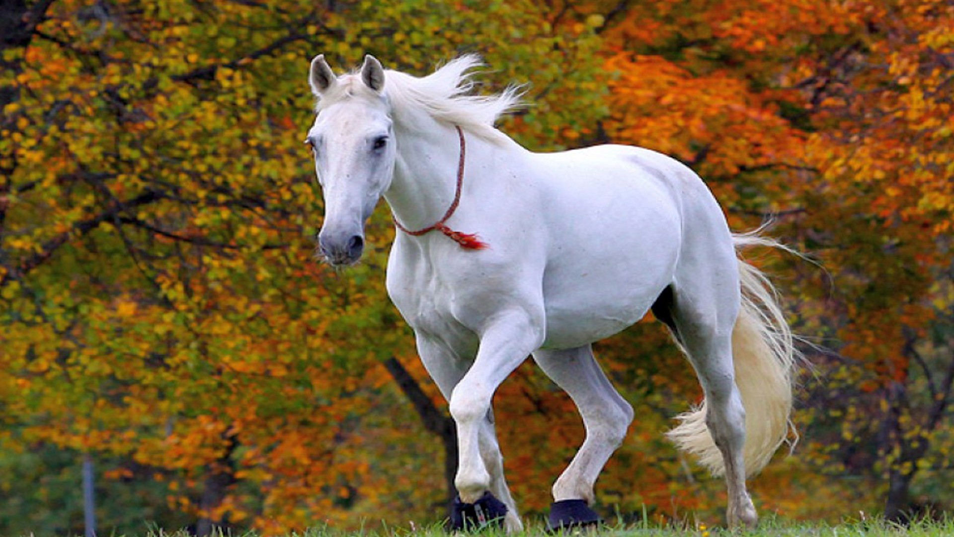 Cavallo bianco, Autunno, Foglie arancioni, 1920x1080, immagine di sfondo