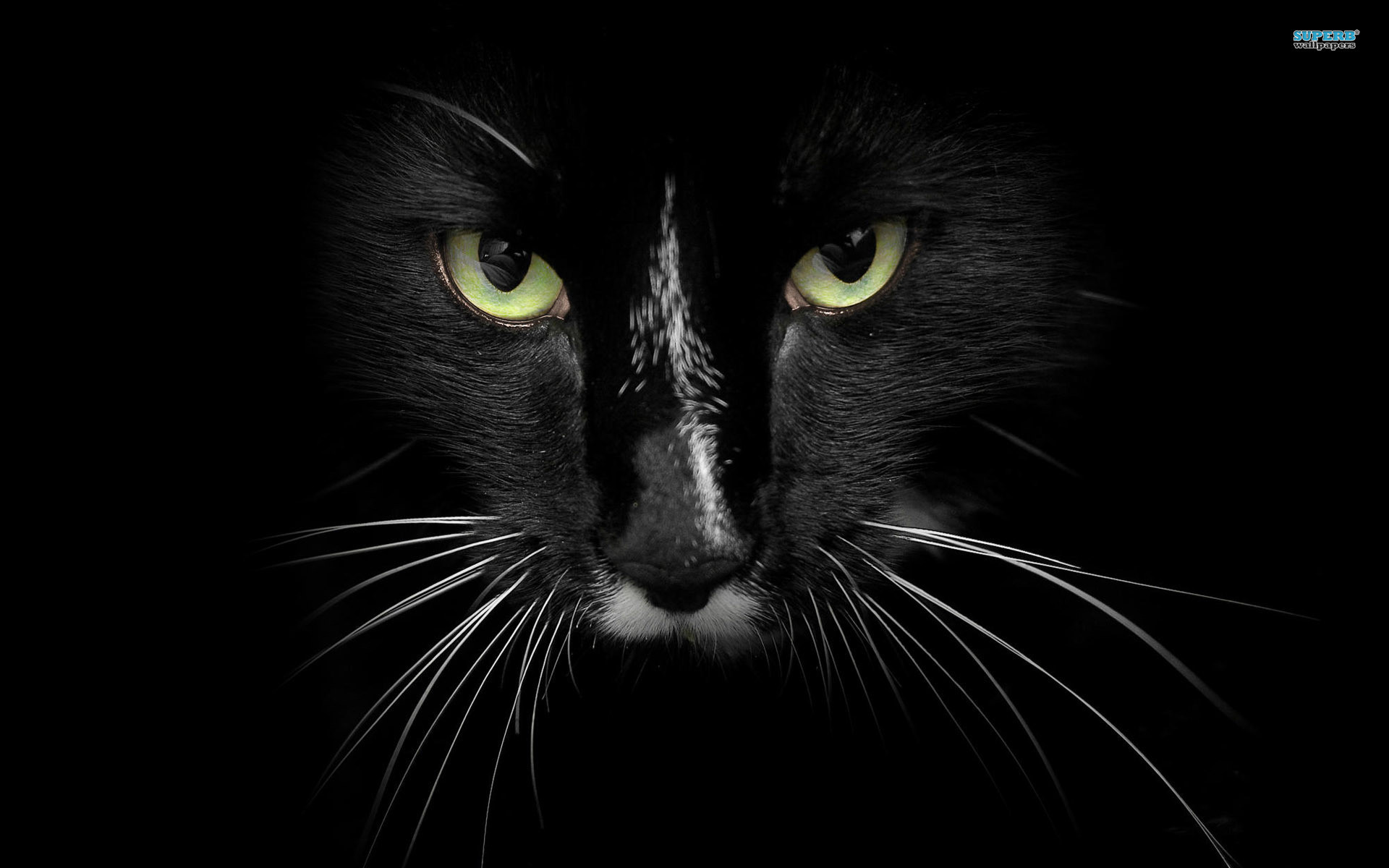 Gatto nero, Occhi verdi, Primo piano, Sfondo nero, Full HD, wallpaper desktop
