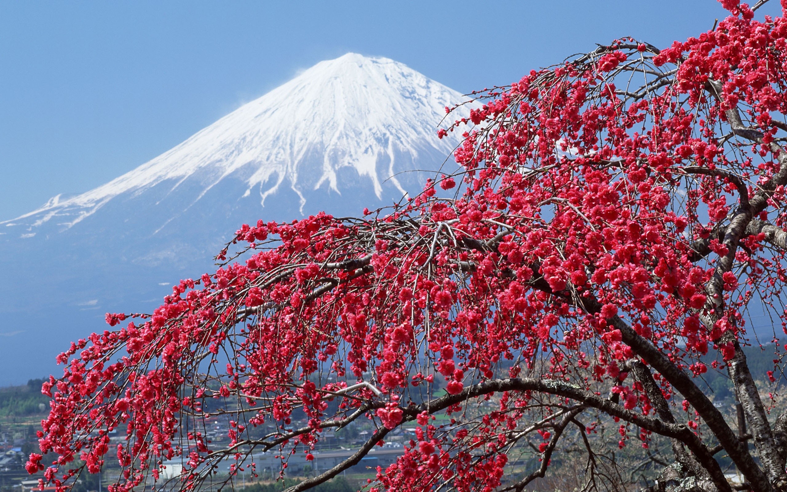 Monte Fuji, Fujisan, Albero in fiore, Neve, Cielo azzurro, 2K, sfondo per portatile