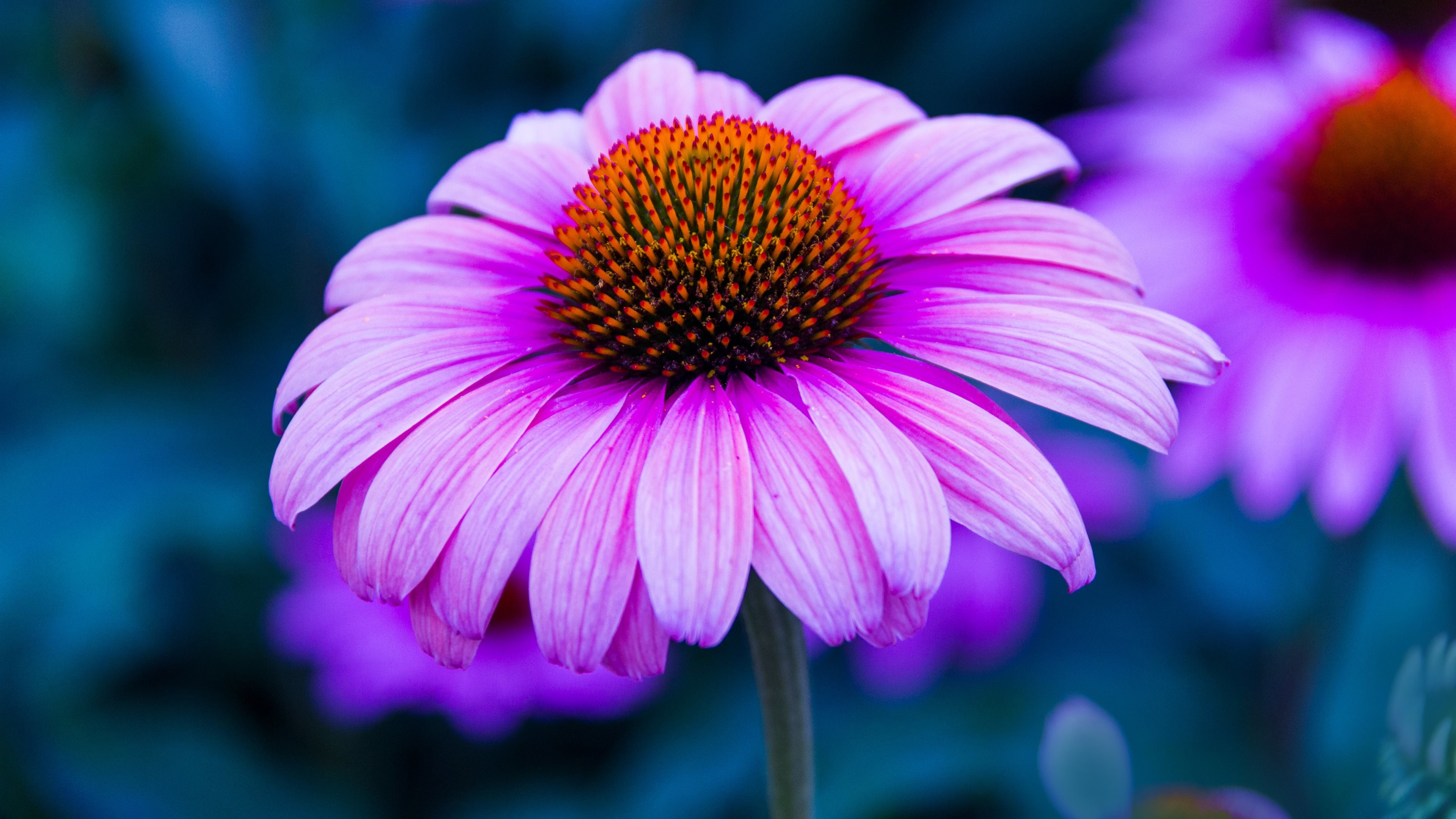 Echinacea, Fiore rosa, Macro, 4K, sfondo per portatile