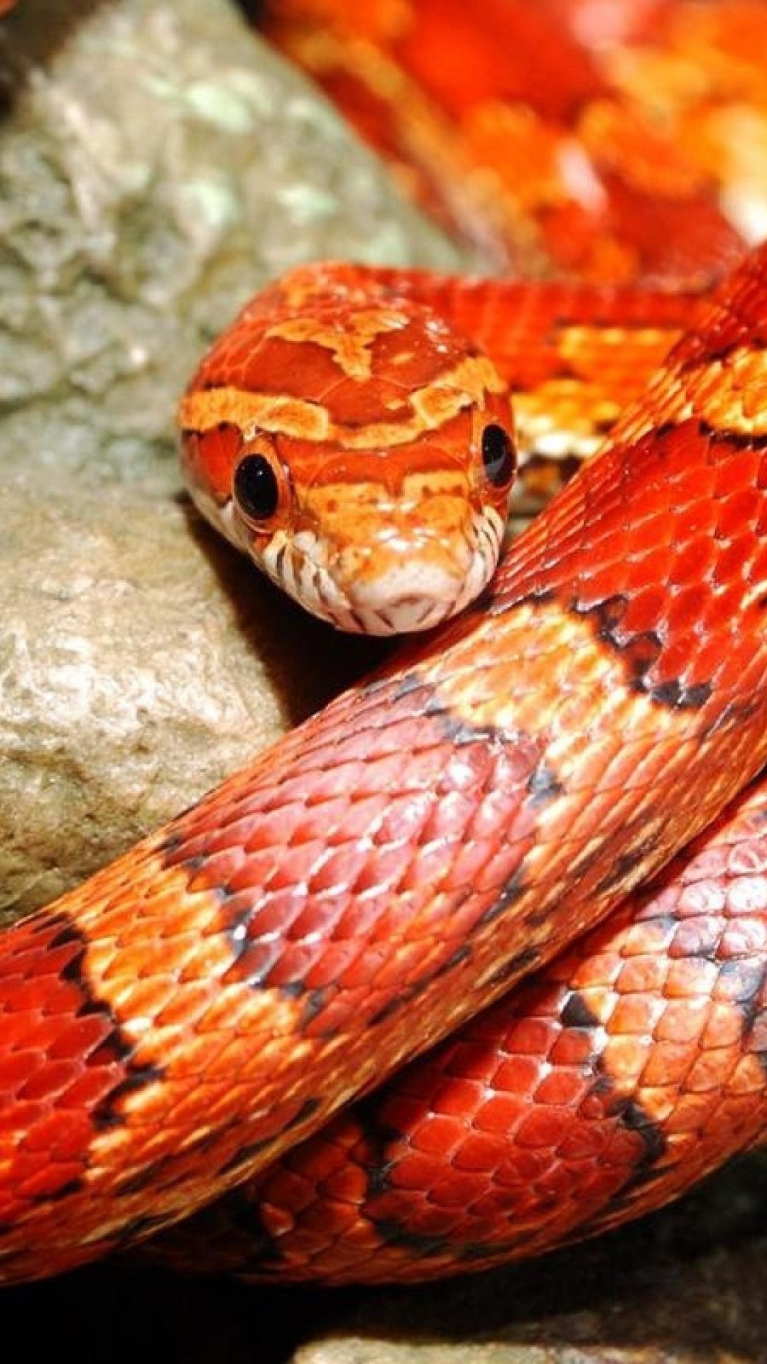 Serpente del grano, Serpente, Rettile, Rosso, sfondo per iPhone e Android