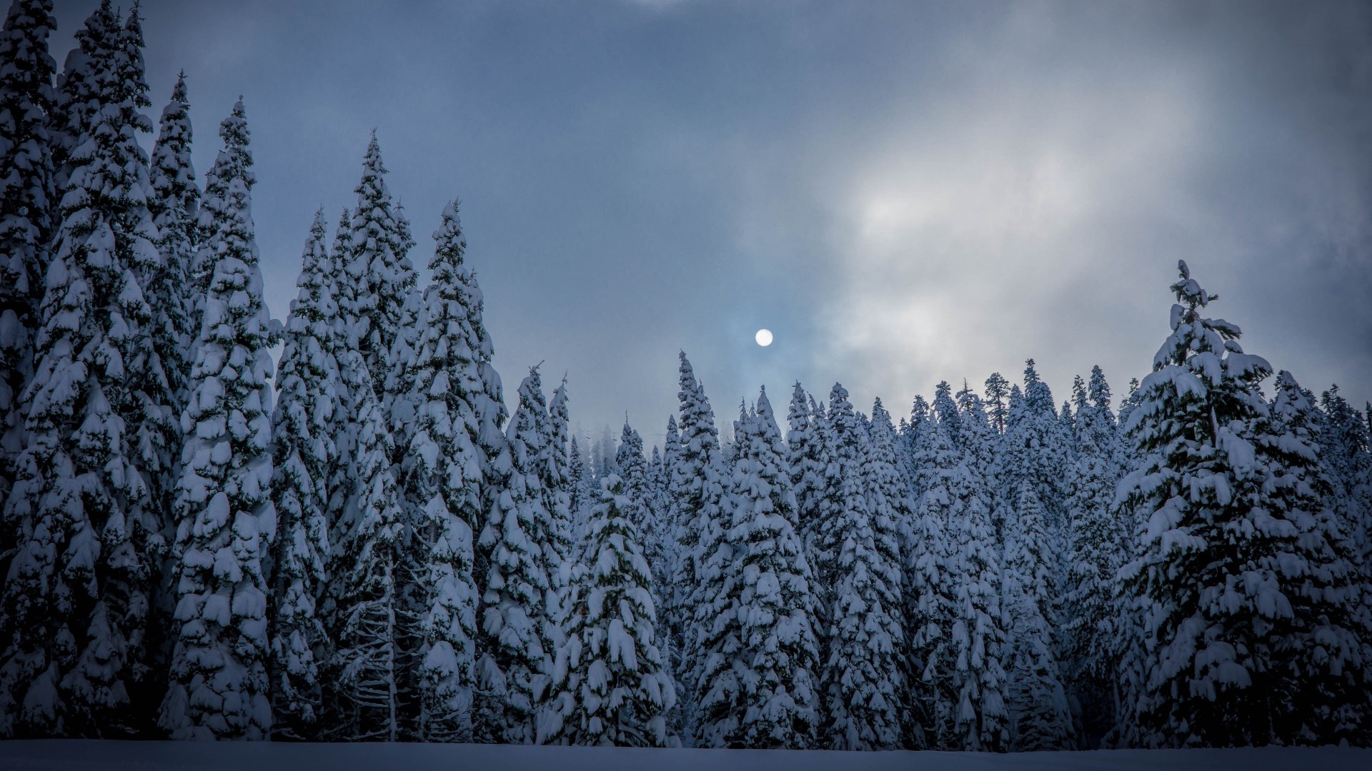 Bosco di abeti, Neve, Cielo nuvoloso, Luna, 1920x1080, sfondo per PC