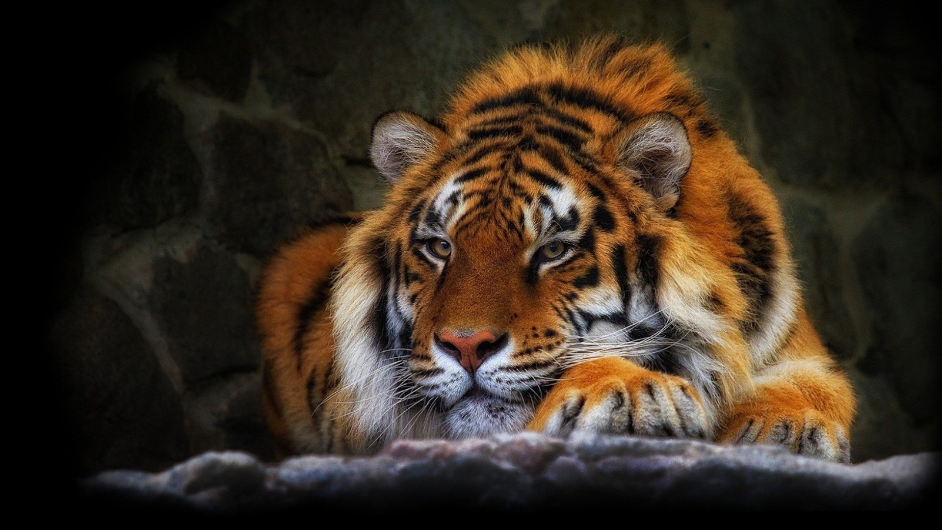 Tigre siberiana, Sguardo, Sfondo scuro, Full HD, wallpaper per PC