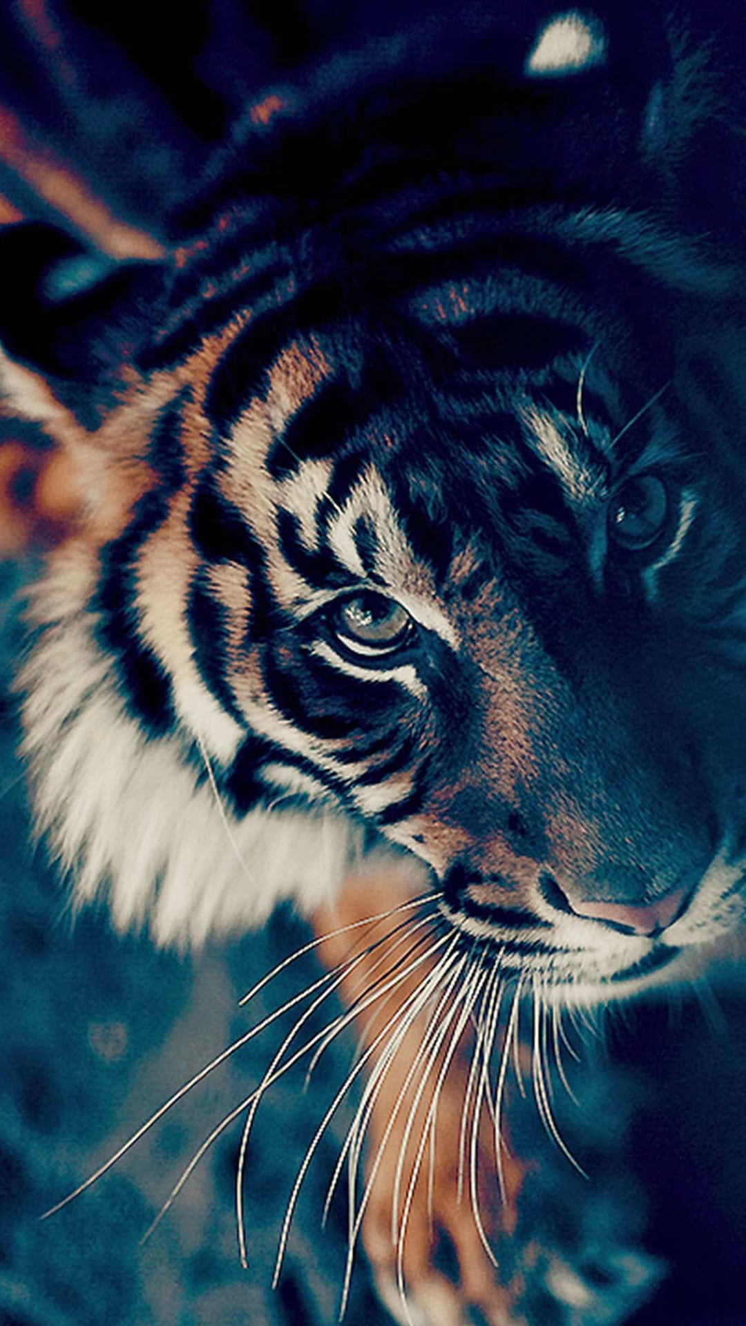 Tigre, Primo piano, Toni scuri, Full HD, sfondo per iPhone e Android