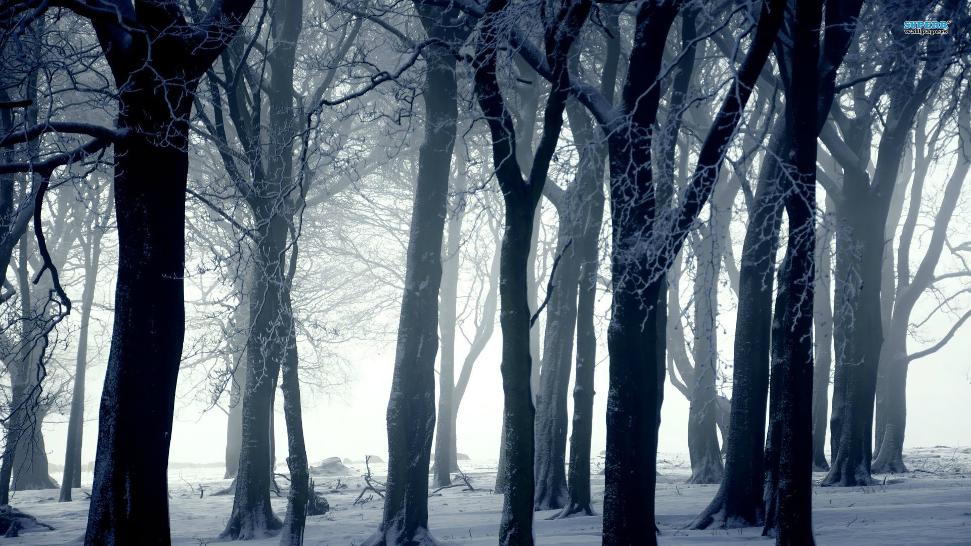 Bosco innevato, Inverno, Nebbia, Tronchi, Full HD, sfondo per PC e portatile