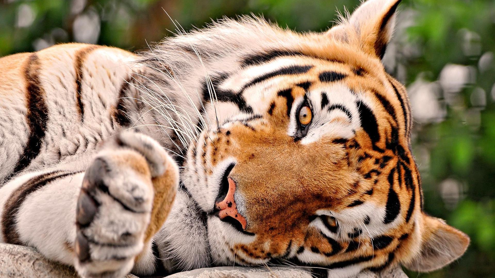 Tigre, Sdraiata, Zampa, Primo piano, Full HD, sfondo per PC