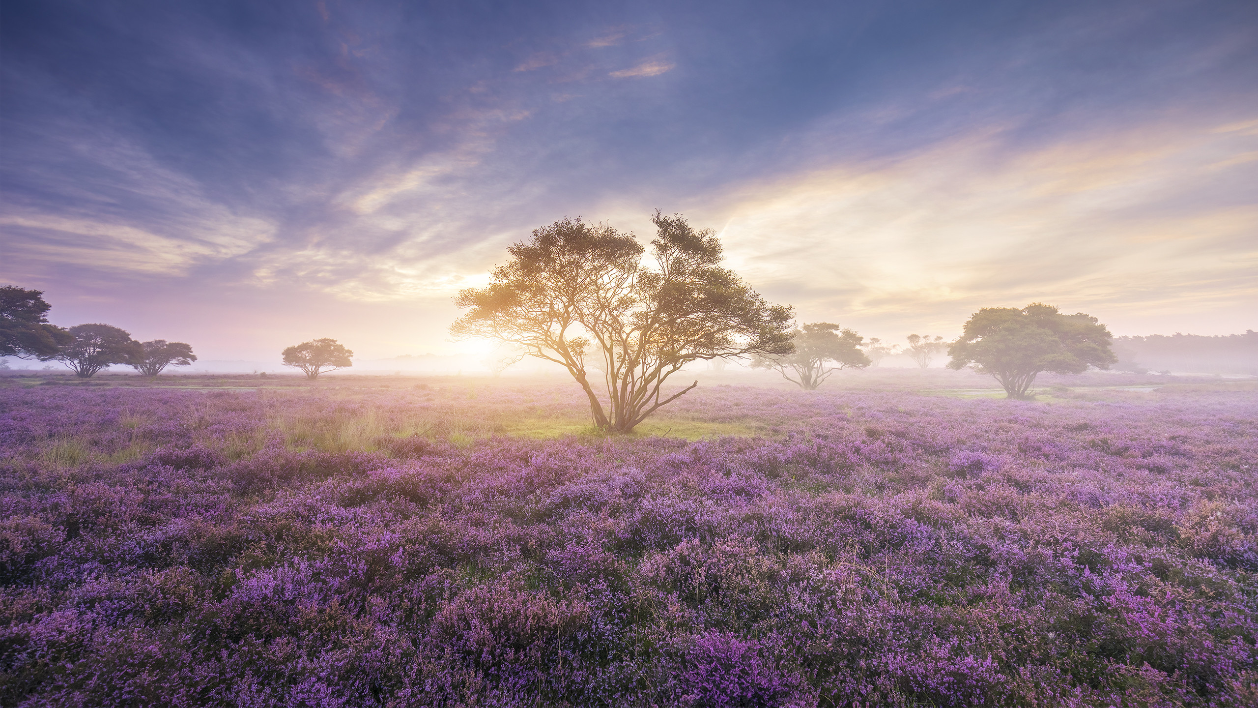 Albero, Erica, Campo, Alba, Nebbia, 2K 1440p, sfondo desktop