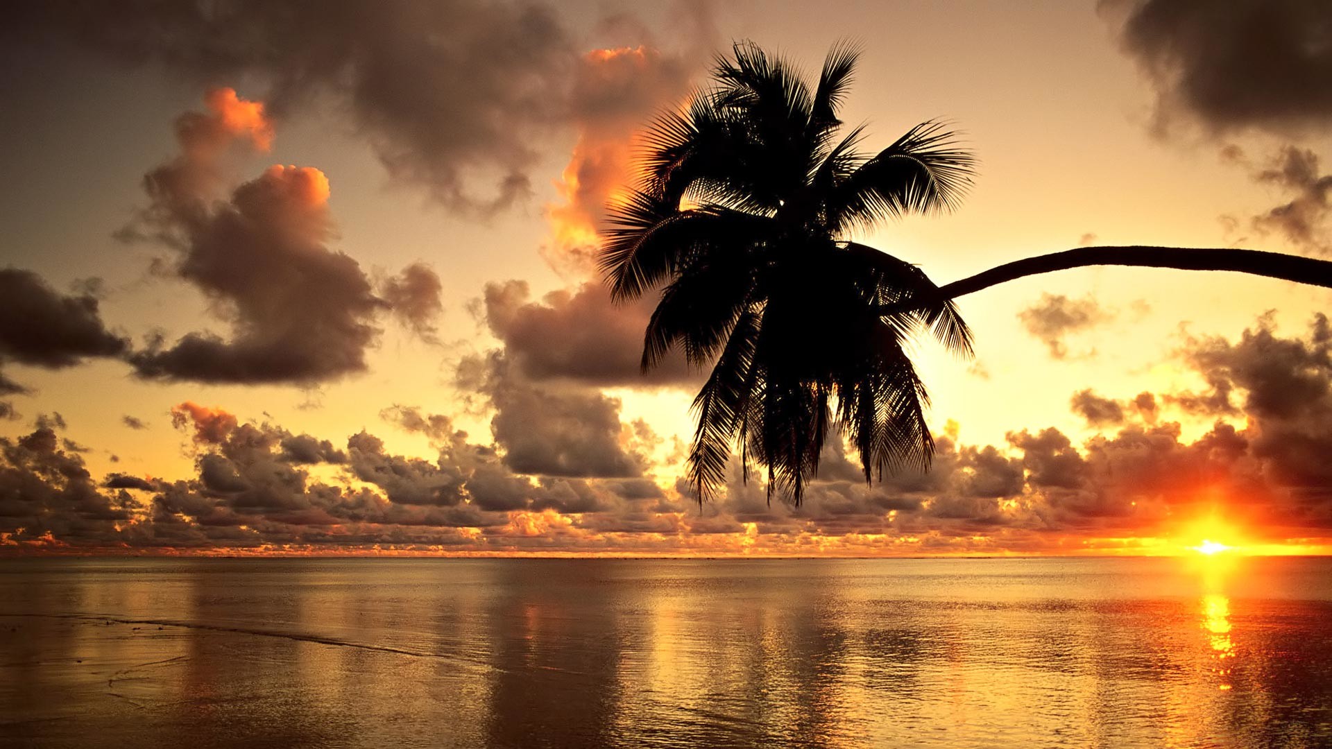 Palma, Tramonto, Mare, Nuvole, Full HD, sfondo per il tuo desktop