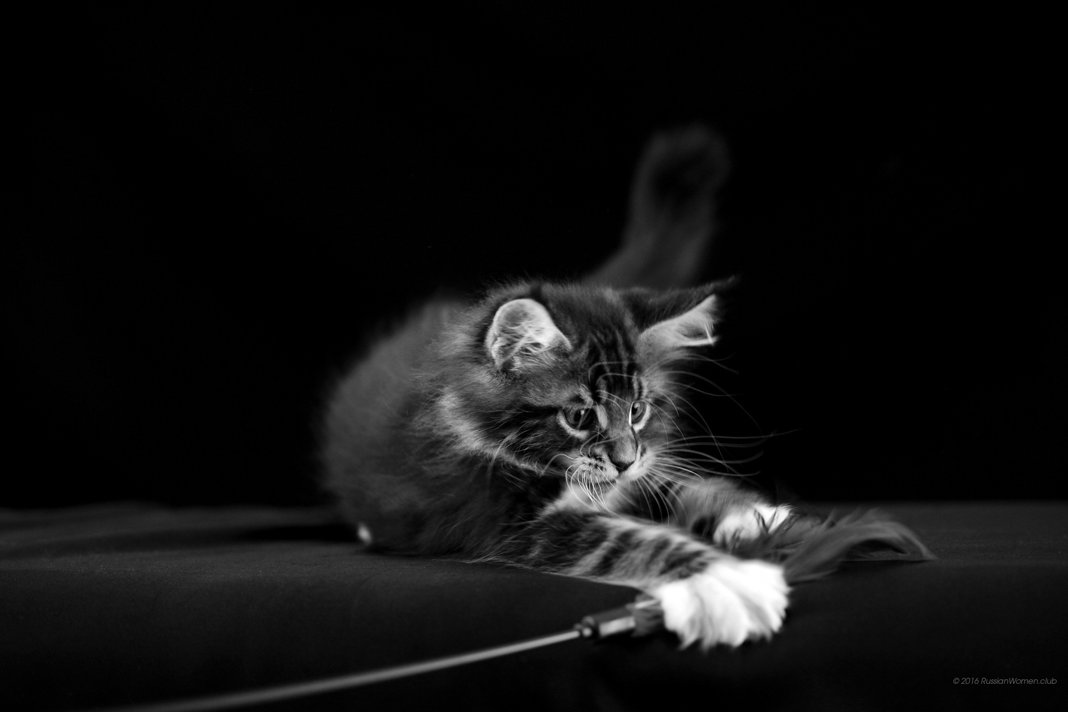 Gattino, Bianco e nero, Gioco, Full HD, sfondo per PC e portatile