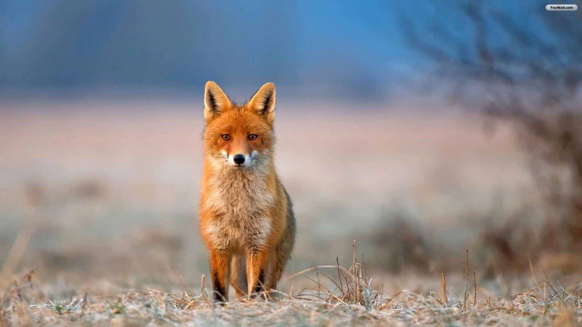 Volpe rossa, Prato, Autunno, Full HD, sfondo per PC e portatile