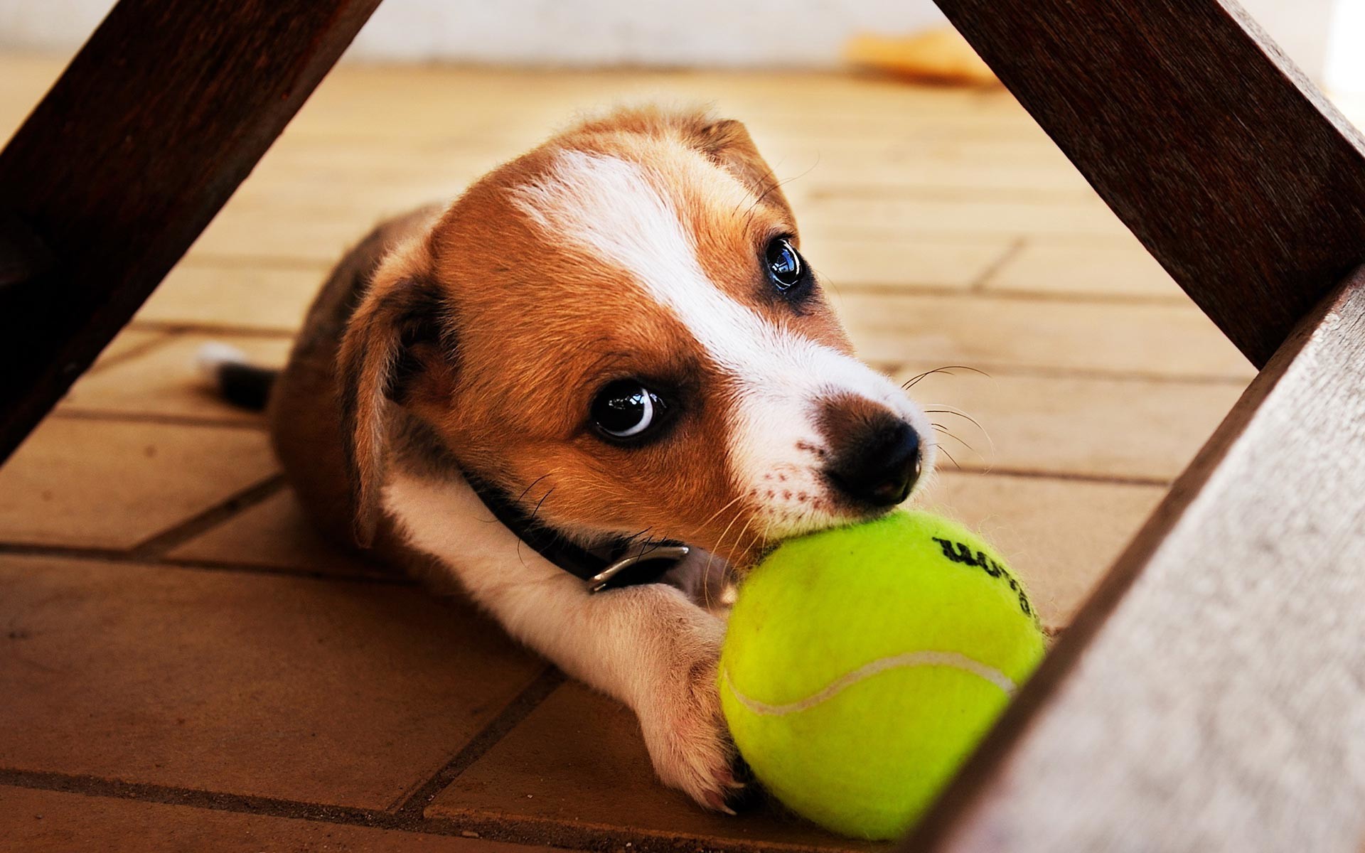 Cucciolo, Pallina da tennis, Cane, Wilson, 1920x1200, sfondo MacBook Pro