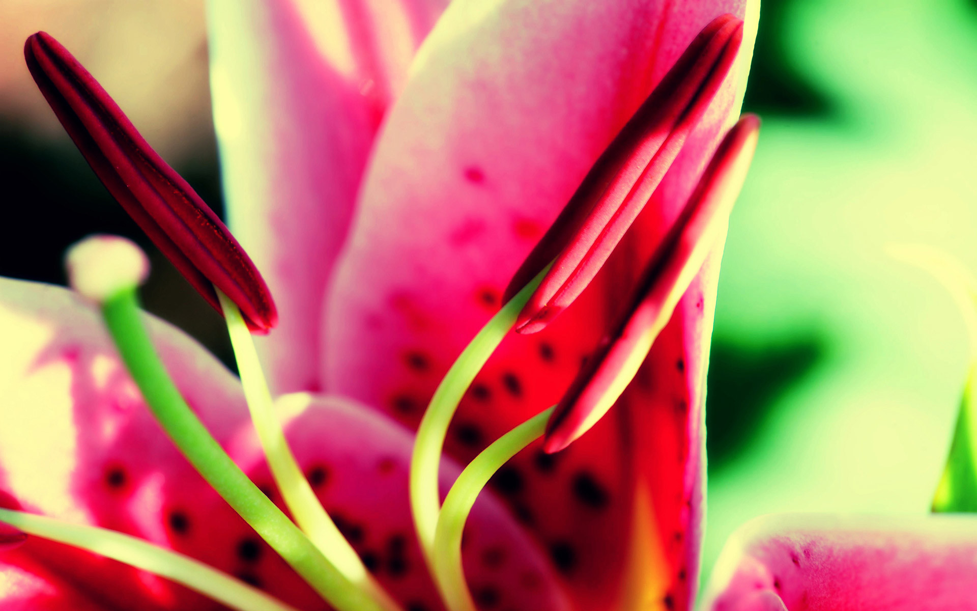Giglio Stargazer, Stami, Macro, 16:10 Full HD, sfondo widescreen