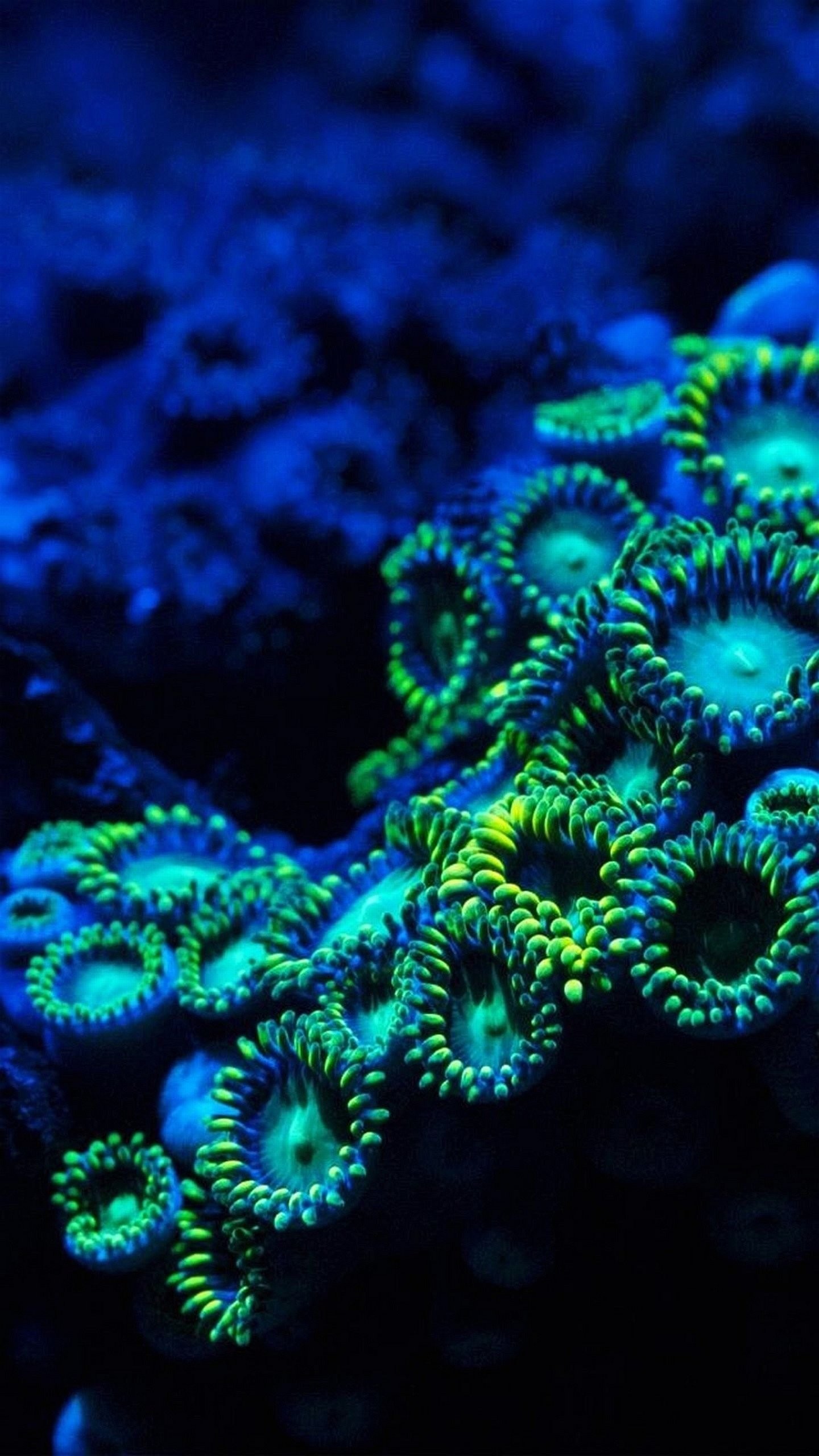Zoanthus, Coralli, Macro, Blu e verde, sfondo LG G4 verticale