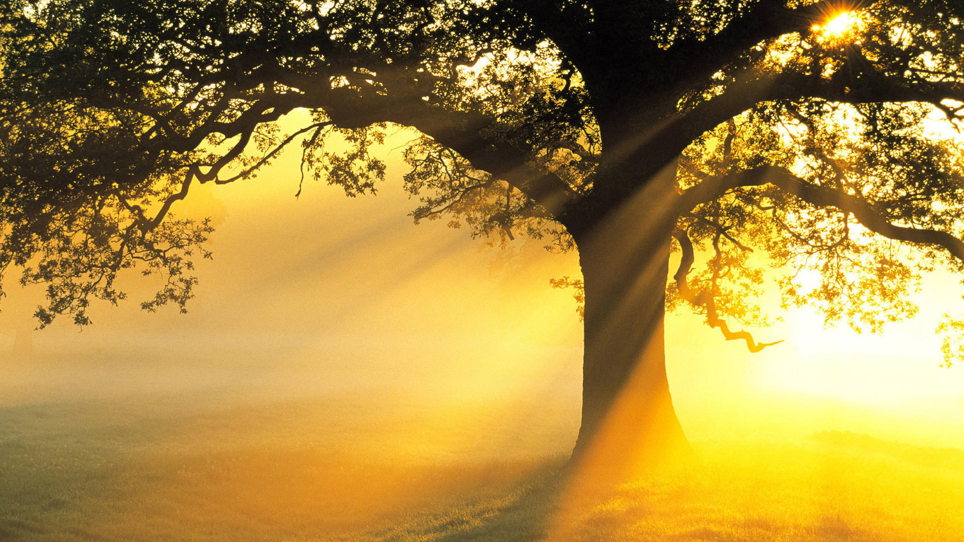 Albero, Nebbia, Raggi di sole, Dorato, Full HD, wallpaper desktop