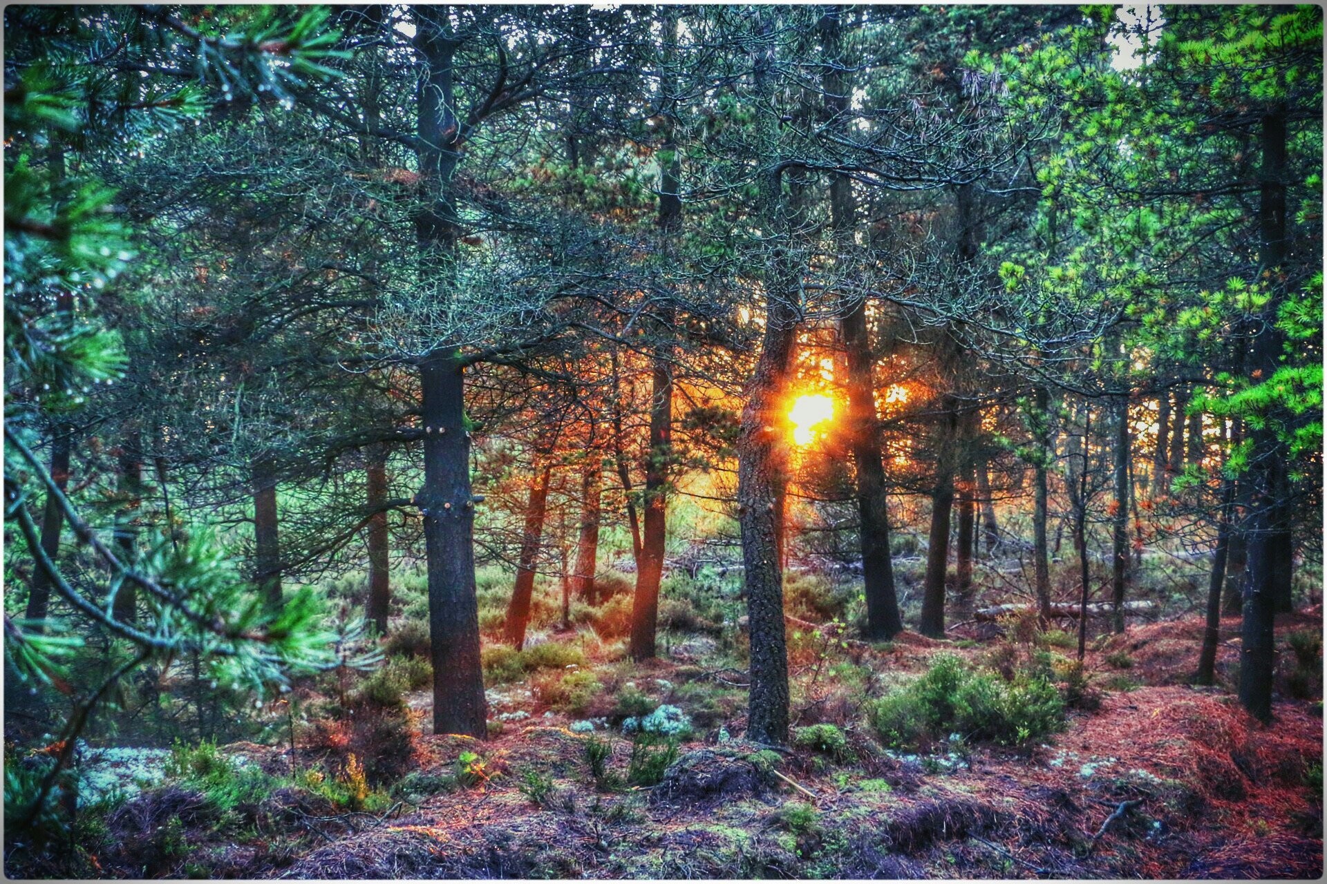 Foresta, Alba, Raggi di sole, HDR, Full HD, sfondo per portatile