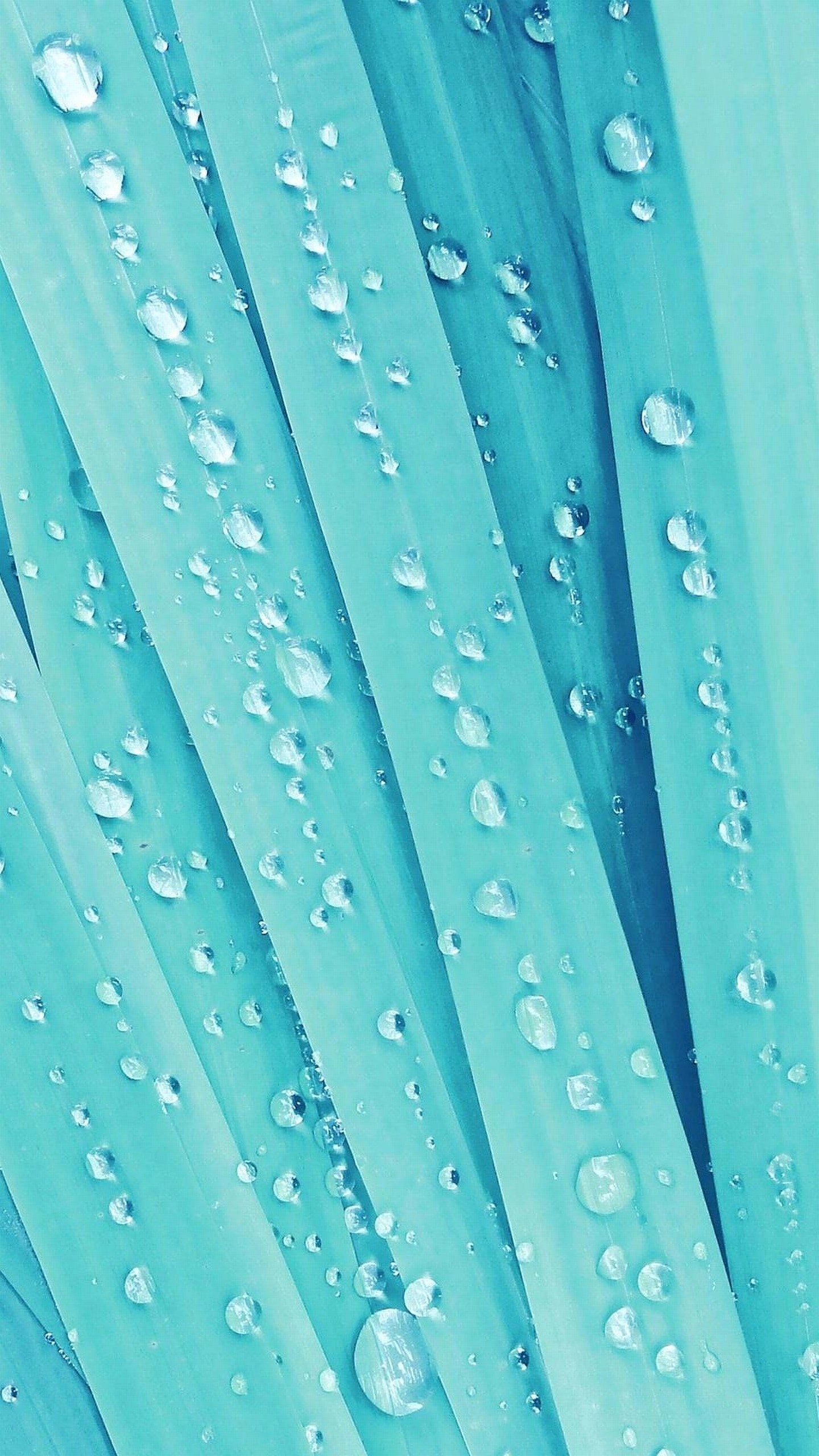 Gocce d'acqua, Foglie, Azzurro, sfondo per LG G4