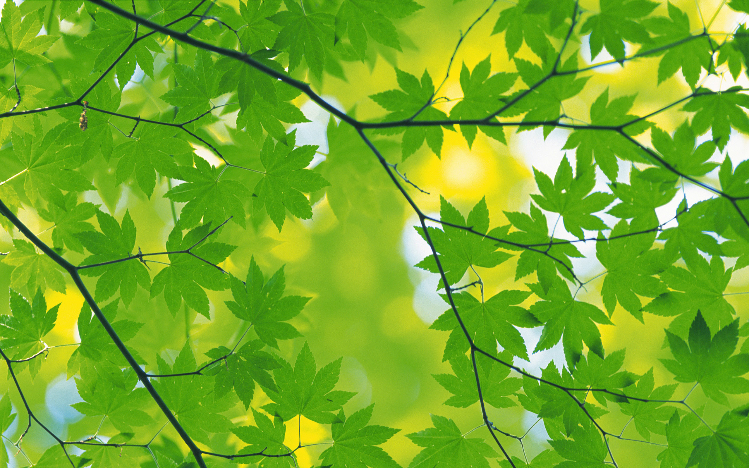 Foglie d'acero, Rami, Controluce, Verde, 2560x1600, immagine di sfondo
