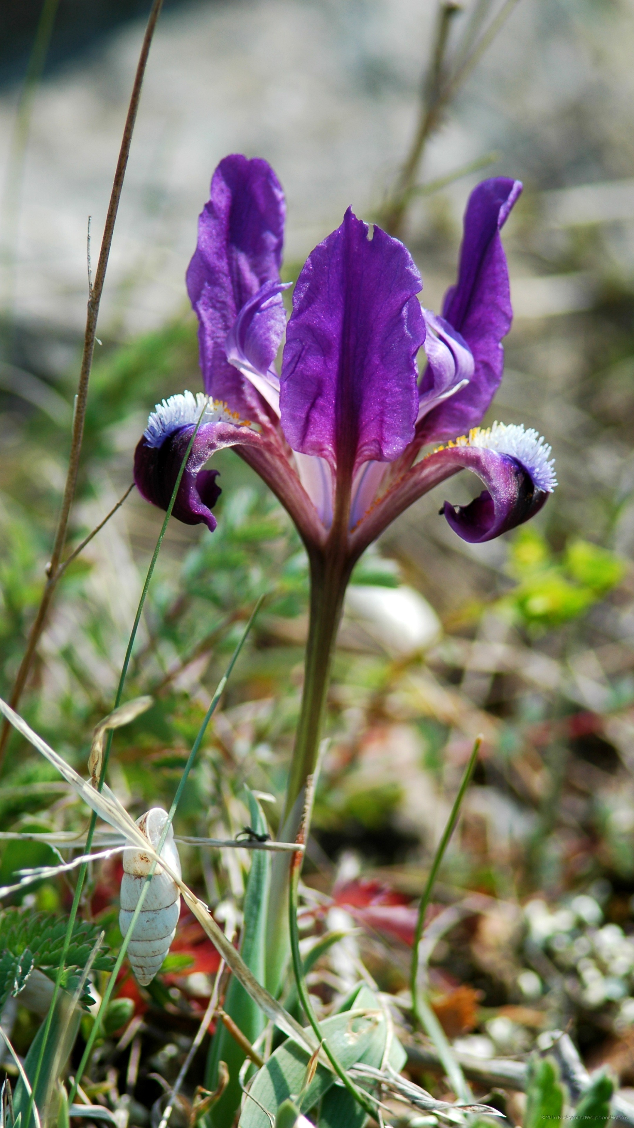 Iris, Fiore viola, Natura, schermata Home del cellulare