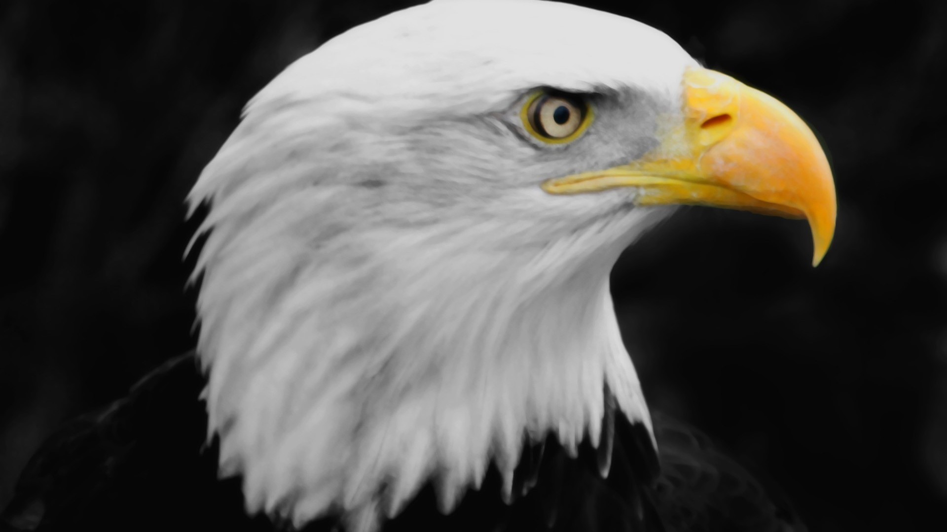 Aquila calva, Profilo, Sfondo nero, Full HD, wallpaper per PC