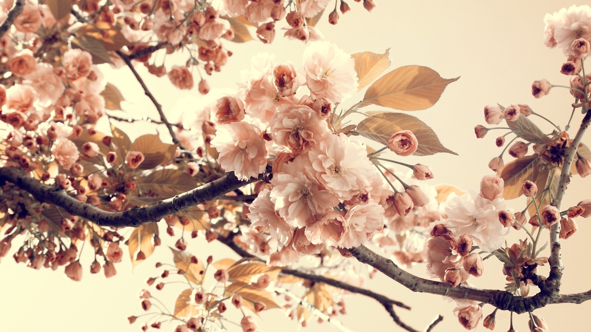 Fiori di ciliegio, Rami, Primavera, Toni pastello, 16:9 Full HD, sfondo widescreen