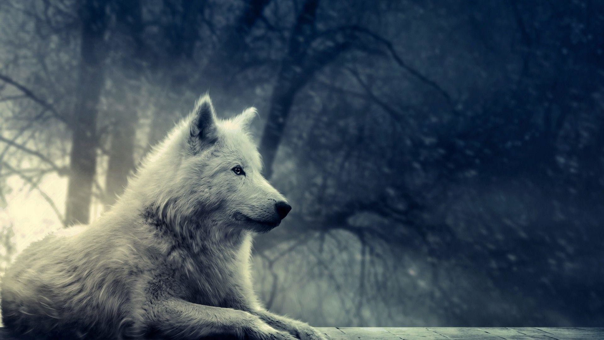 Lupo bianco, Foresta, Neve, Toni freddi, Full HD, sfondo per PC e portatile