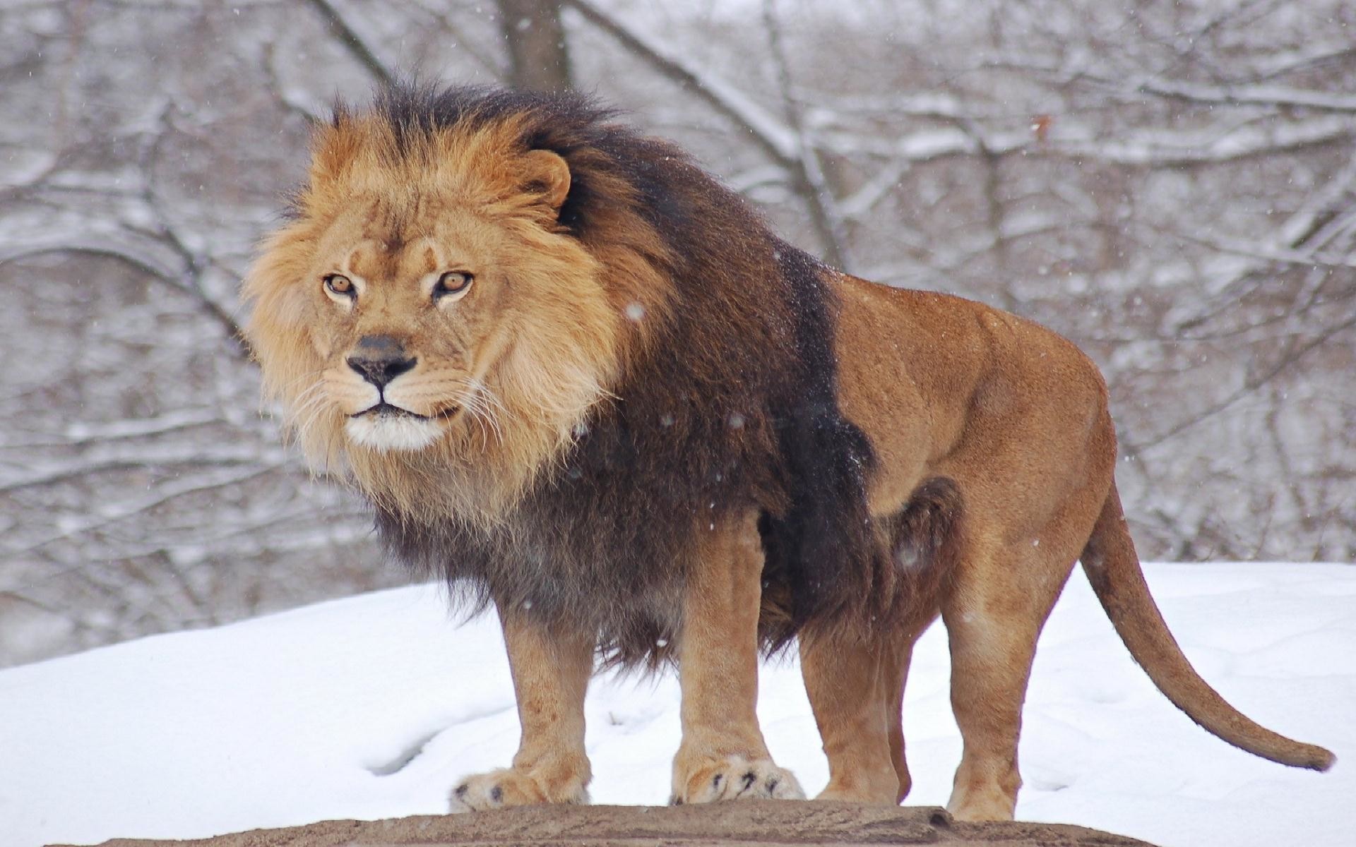 Leone, Neve, Inverno, Criniera, 1920x1200, sfondo per PC
