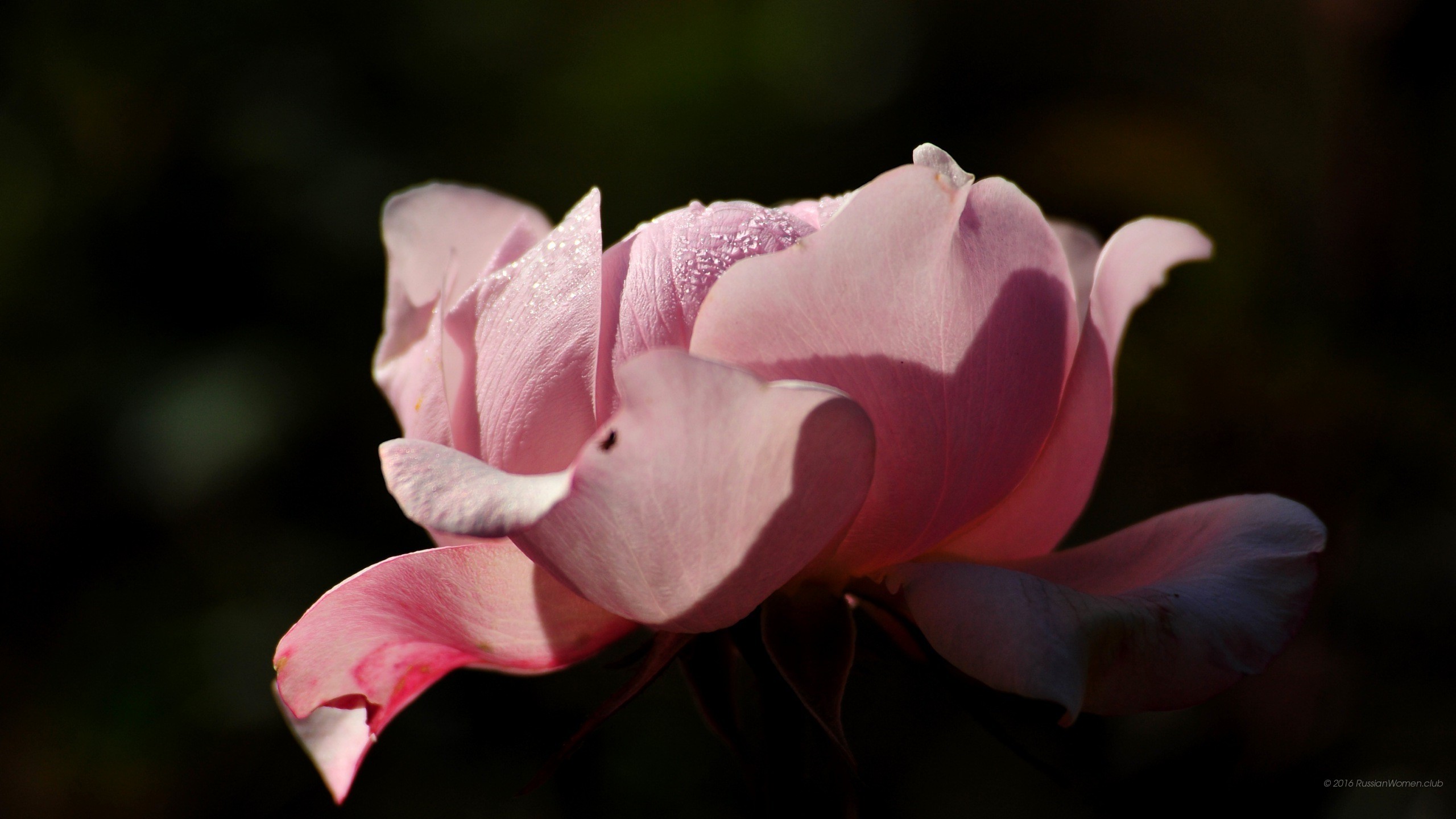 Rosa rosa, Gocce d'acqua, Sfondo scuro, 2560x1440, wallpaper desktop
