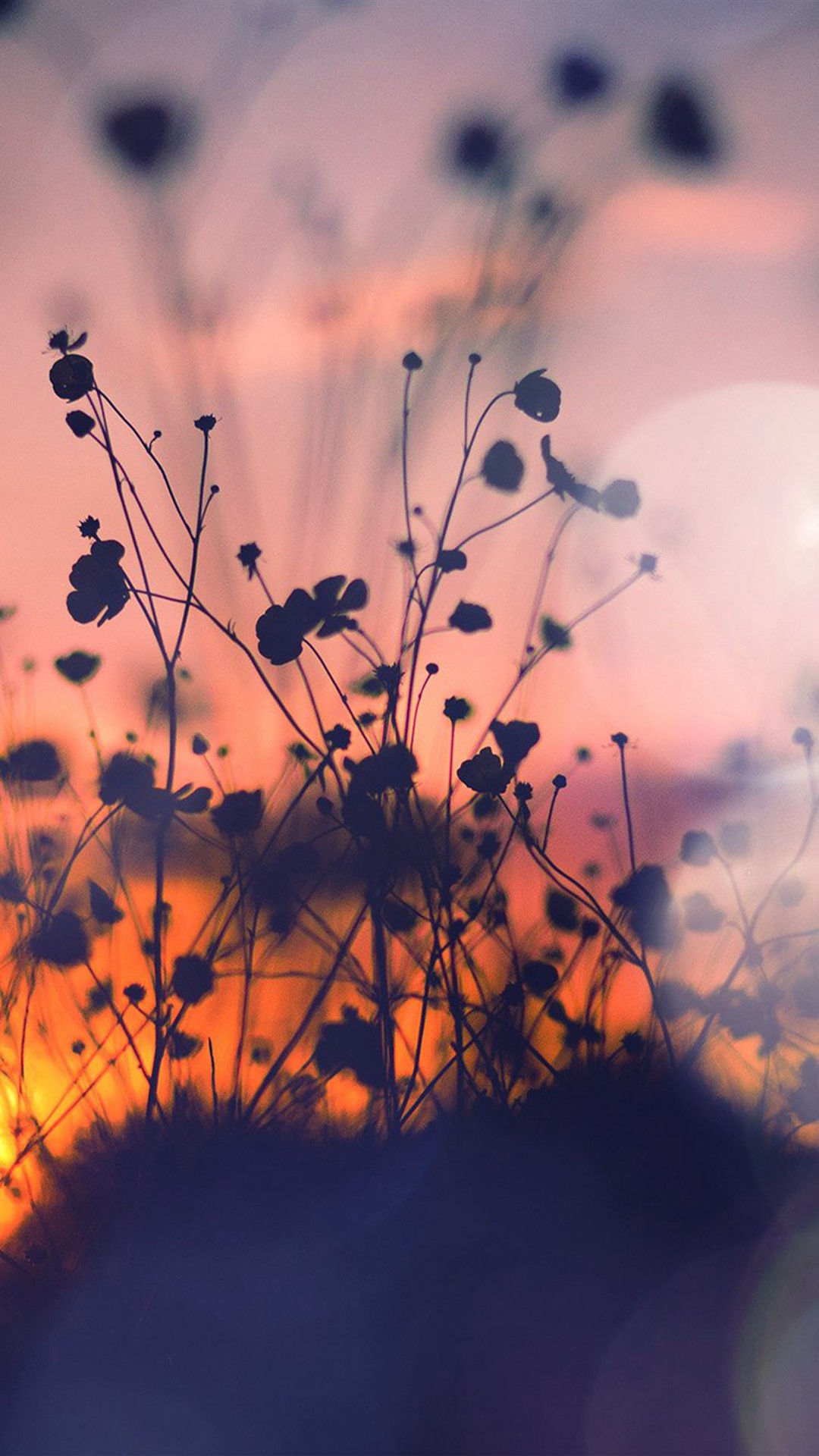 Fiori, Silhouette, Tramonto, Bokeh, wallpaper iPhone 6