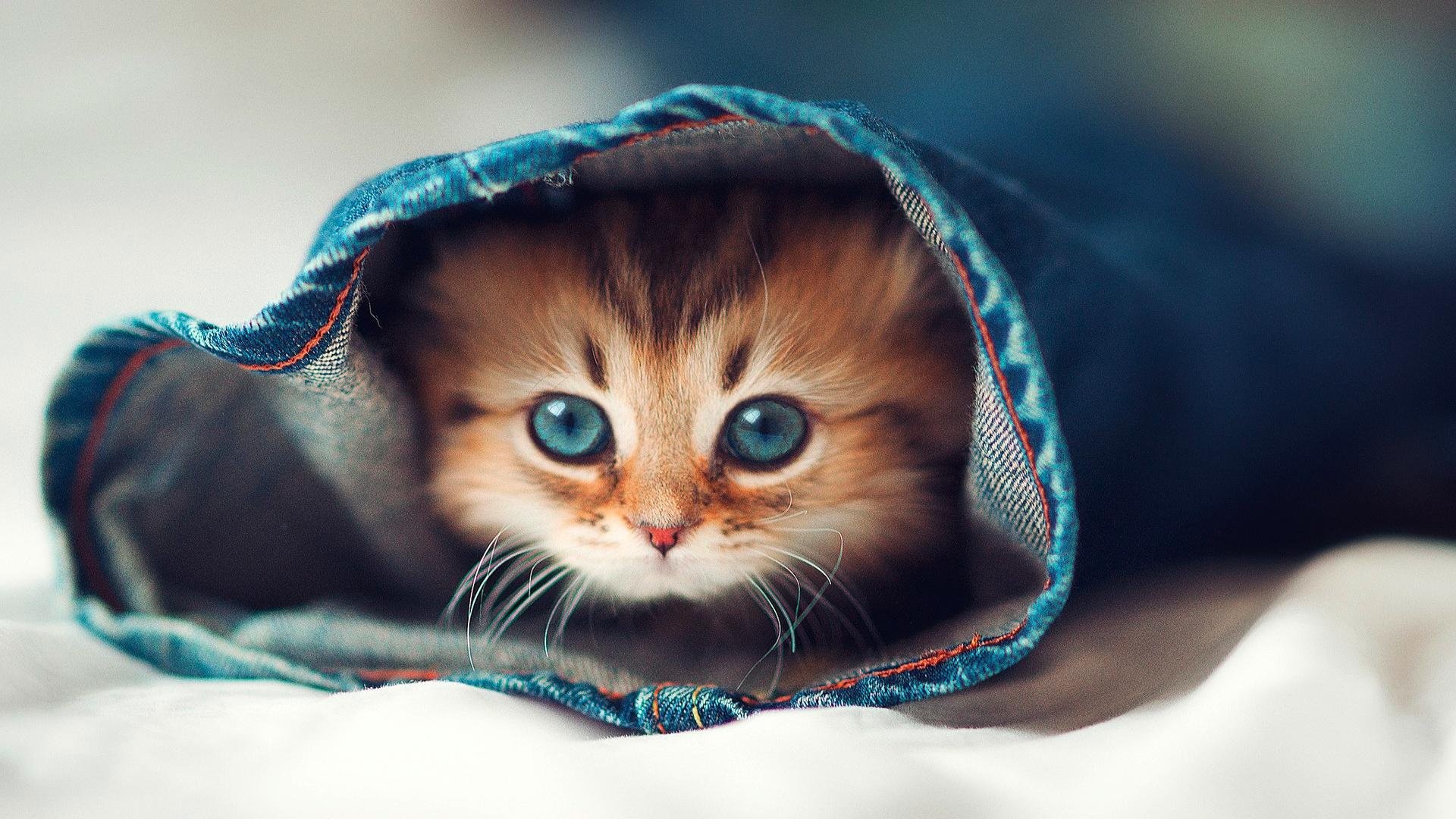 Gattino, Jeans, Occhi azzurri, 1920x1080, immagine di sfondo