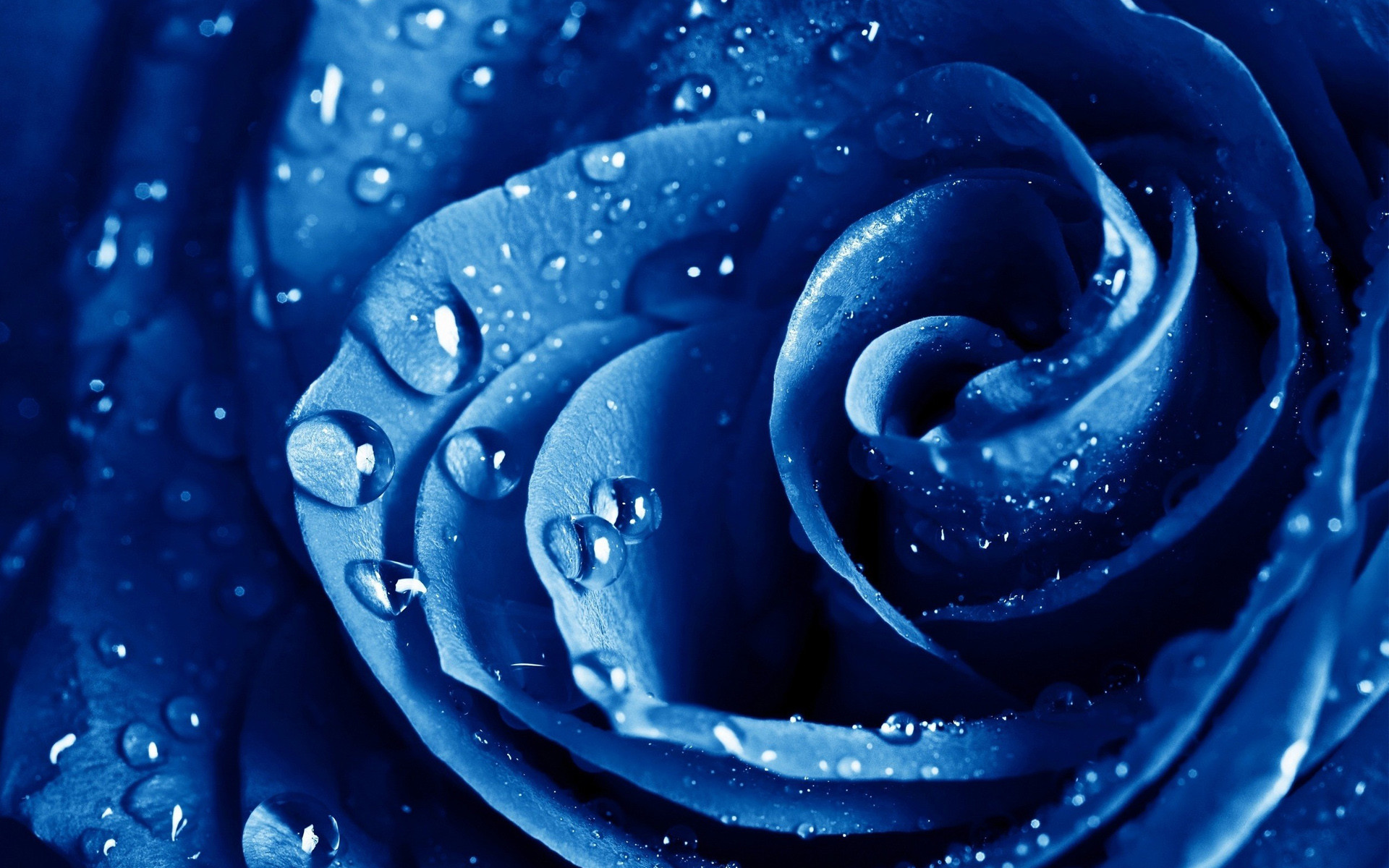 Rosa blu, Gocce d'acqua, Macro, Fiore, Full HD, sfondo Windows 11